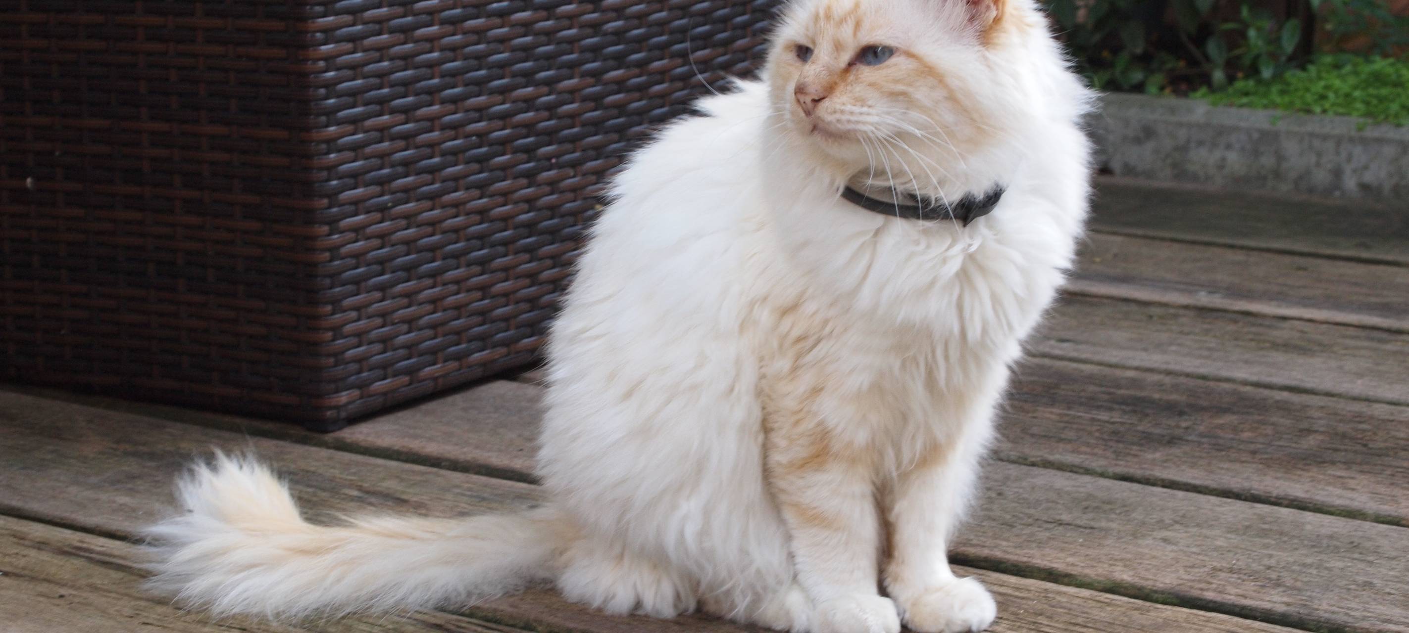 Unkastrierte Freigängerkatzen sorgen im Sauerland für Unruhe