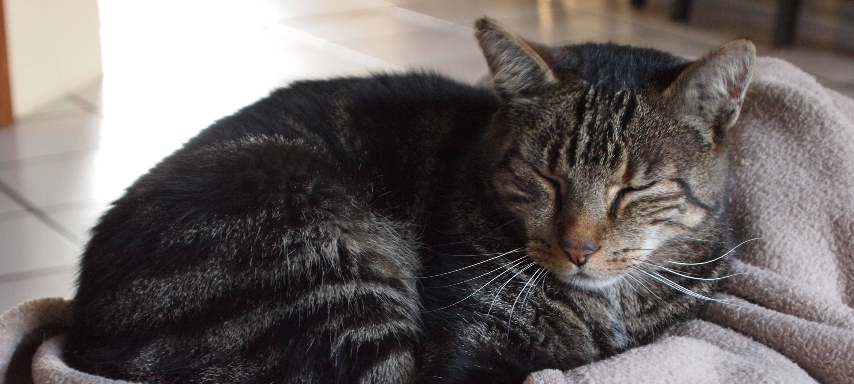 In Marsberg wurden möglicherweise Katzen vergiftet