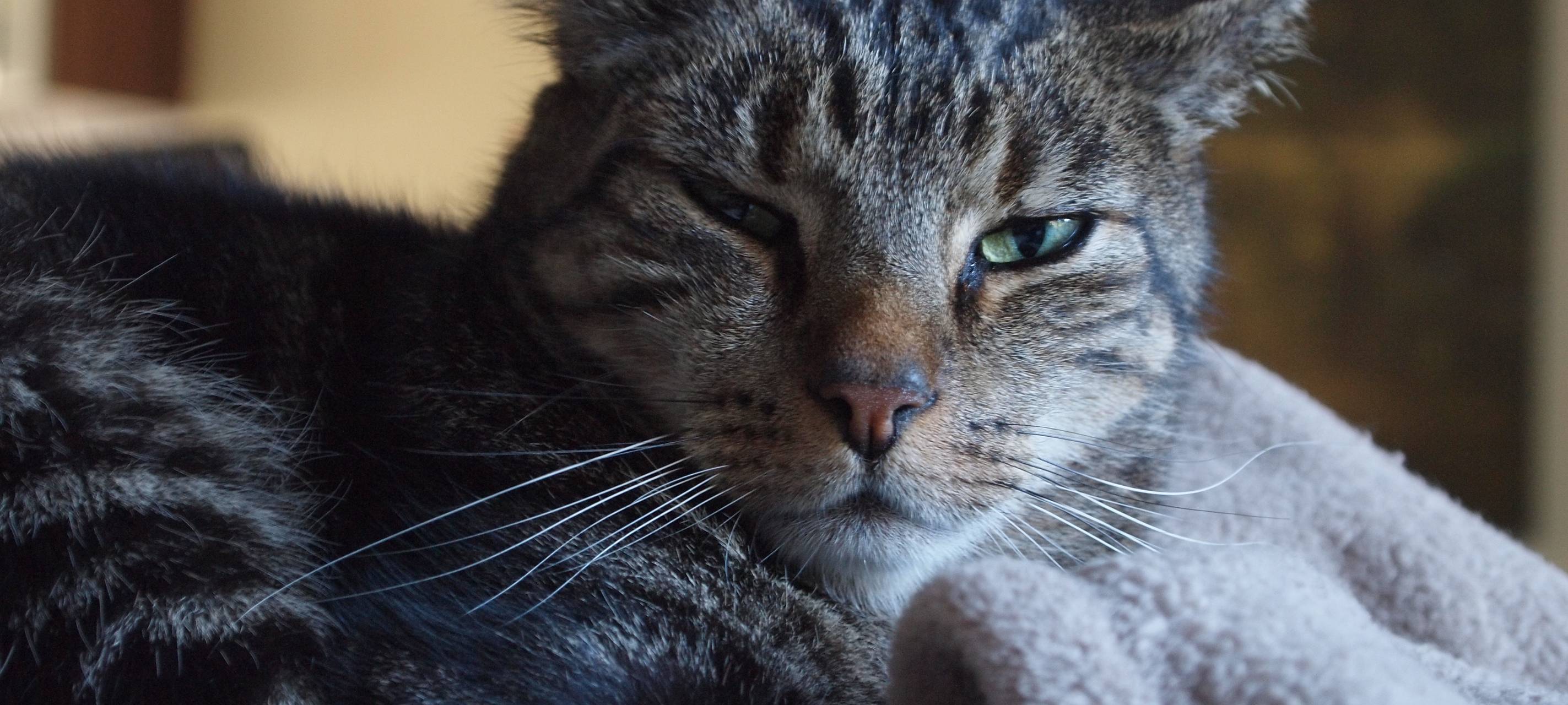 Zum Nachhören: Debatte über Katzenkastrationspflicht im HSK