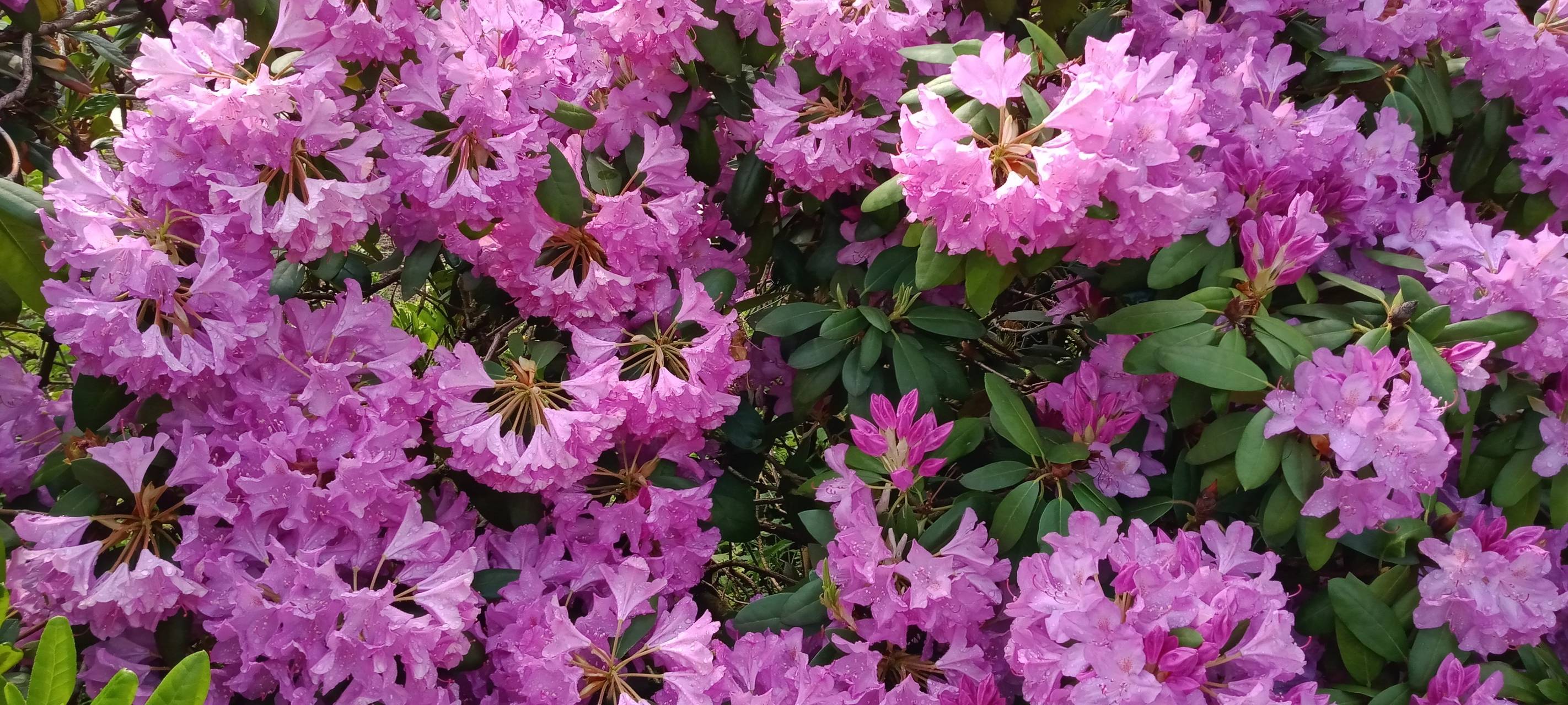 "Lebendige Gärten" öffnen im Sauerland