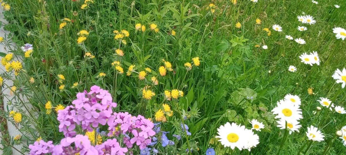 Sauerland: Ideen für Klima- und Umweltschutz gesucht
