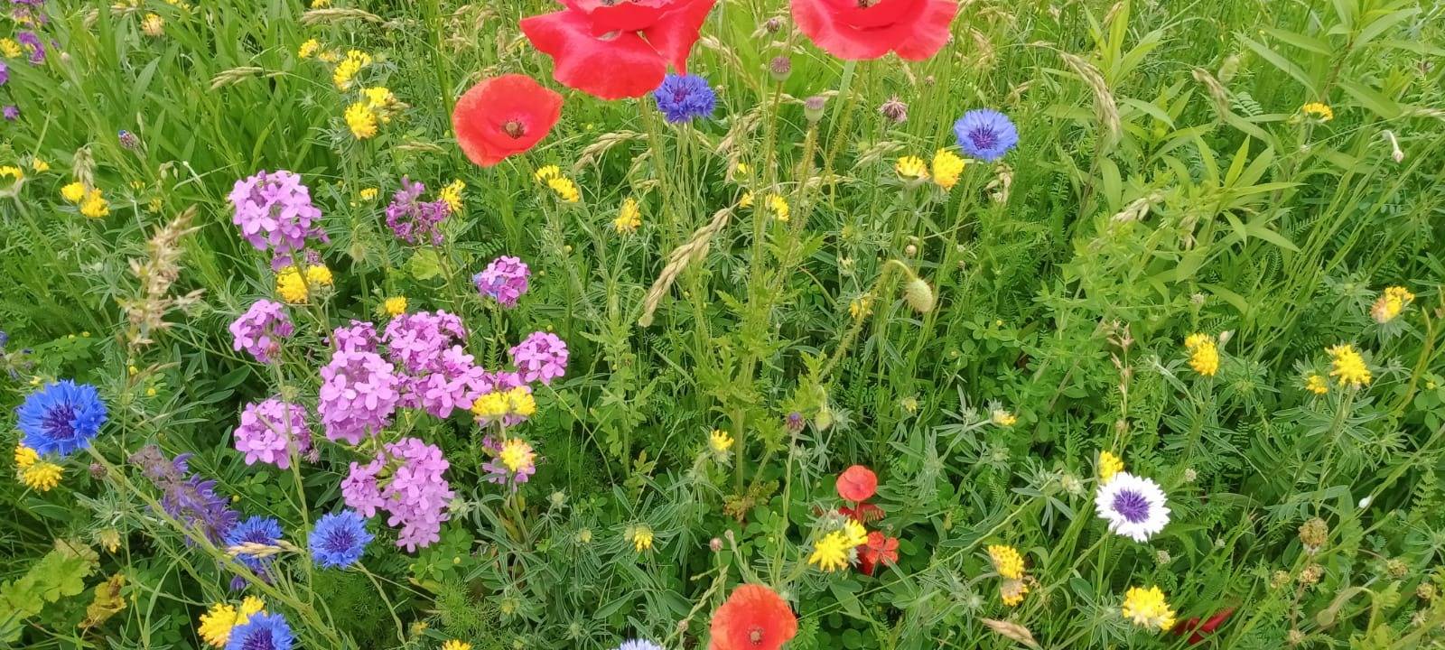 Kolpingjugend in Winterberg-Siedlinghausen ist Bienenretter