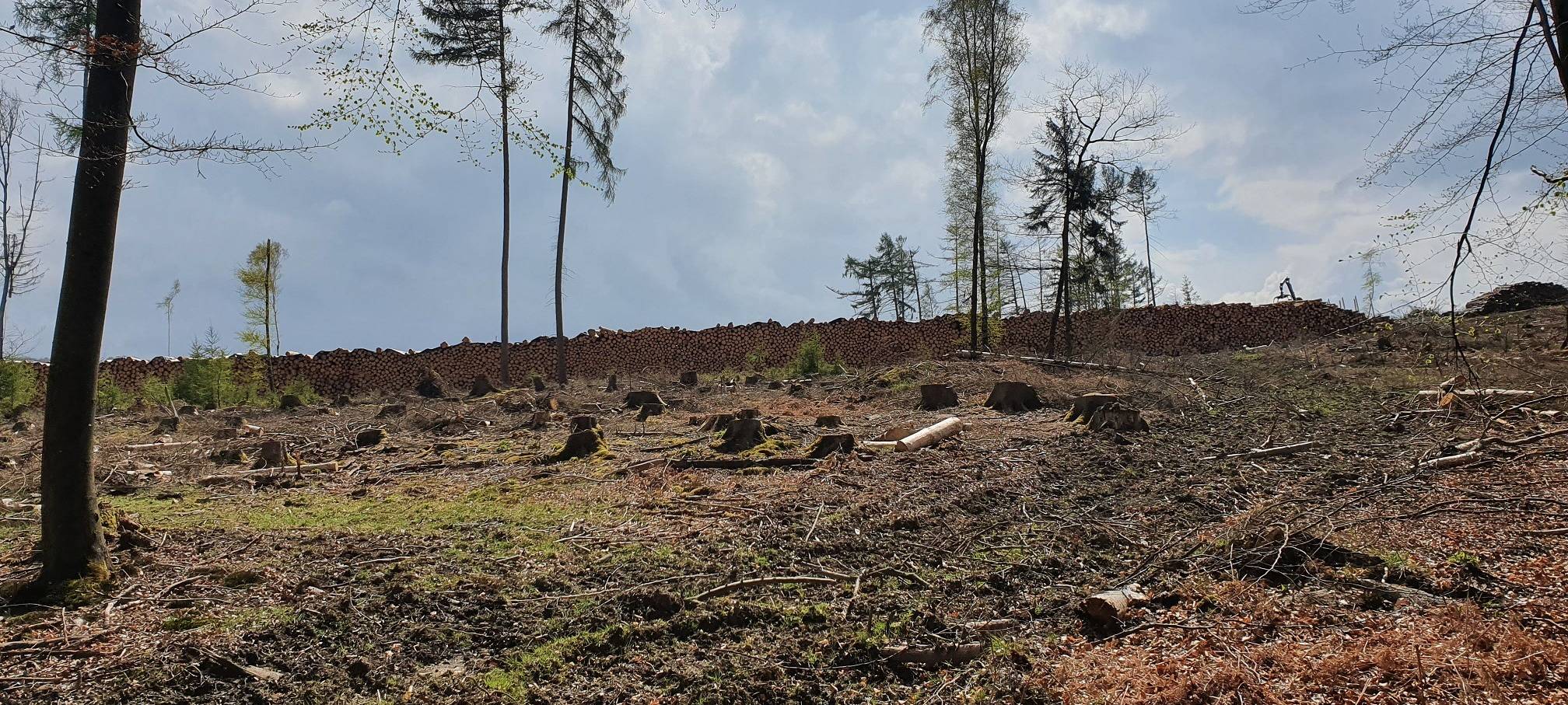 Borkenkäfer: Hochlagen des Sauerlandes betroffen