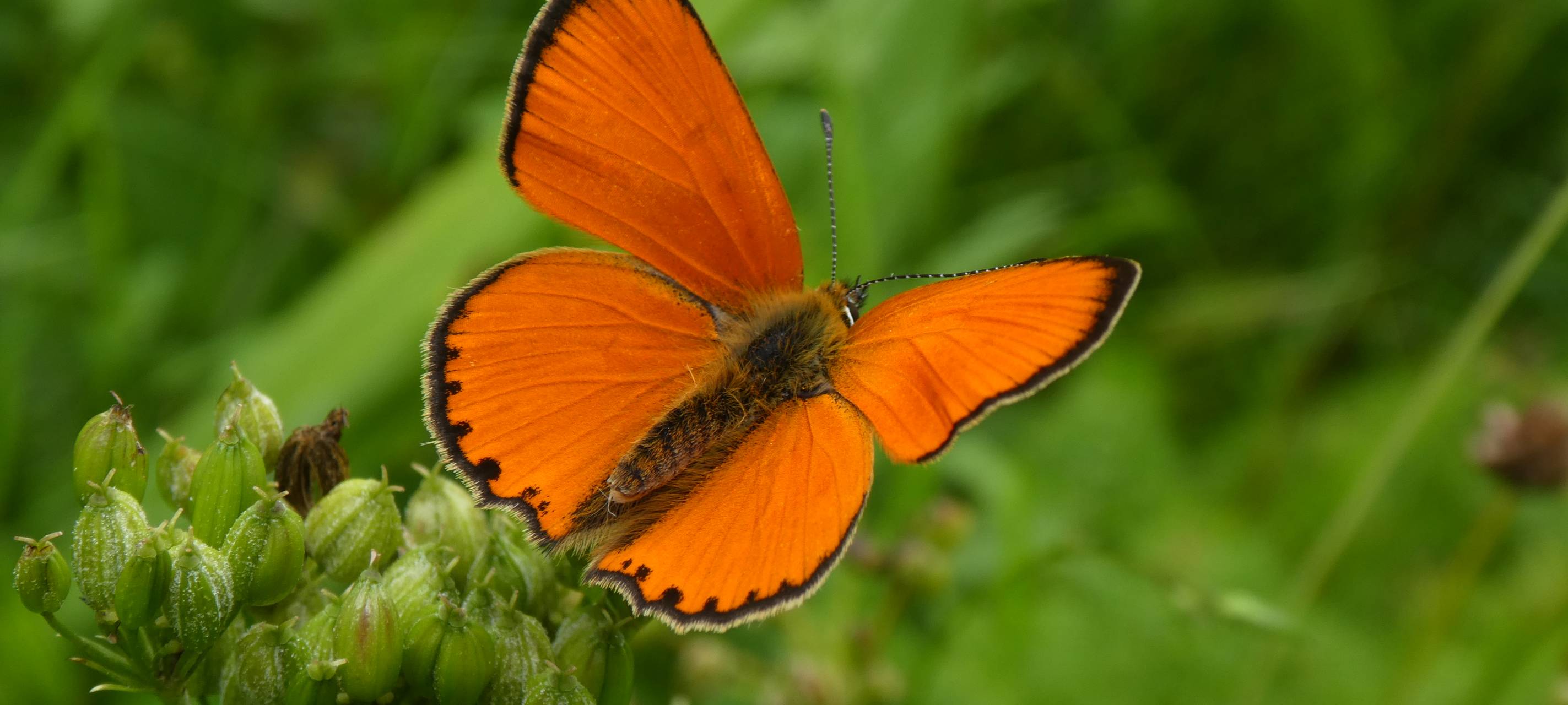 Weniger Schmetterlinge im Sauerland