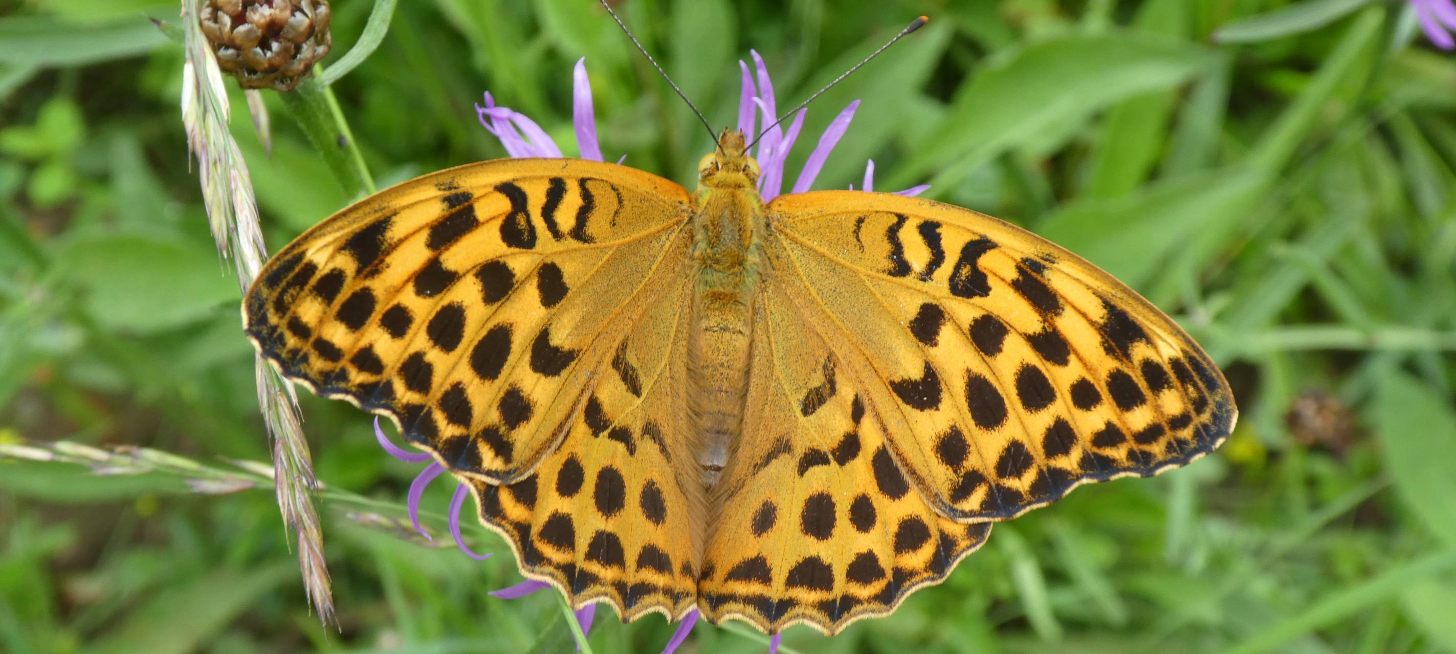 Weniger Schmetterlinge im Sauerland