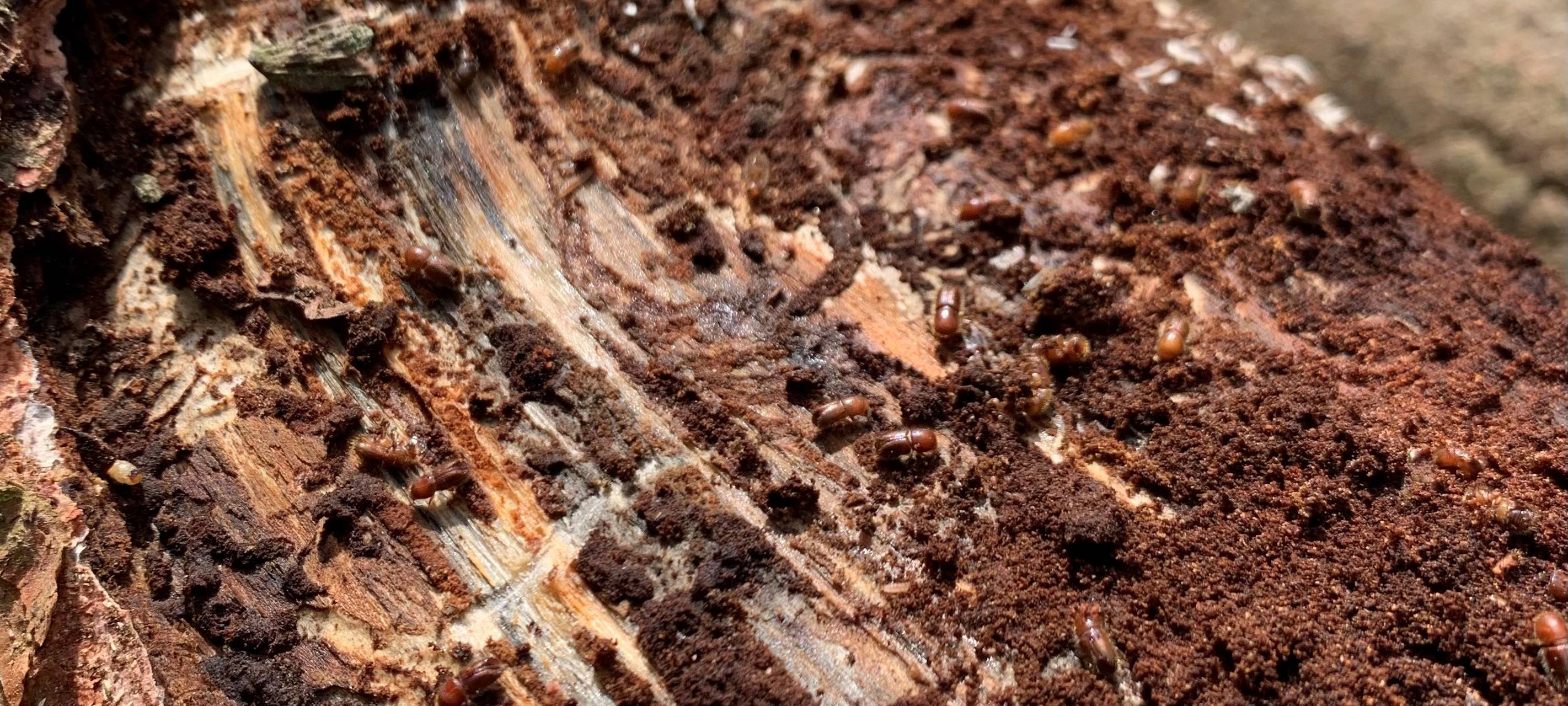 Unter der Rinde eines Baumes tummeln sich hunderte kleine, braune Käfer. Sie fressen sich durch das Holz. Die kleinen Tunnel sind im Holz deutlich zu erkennen.
