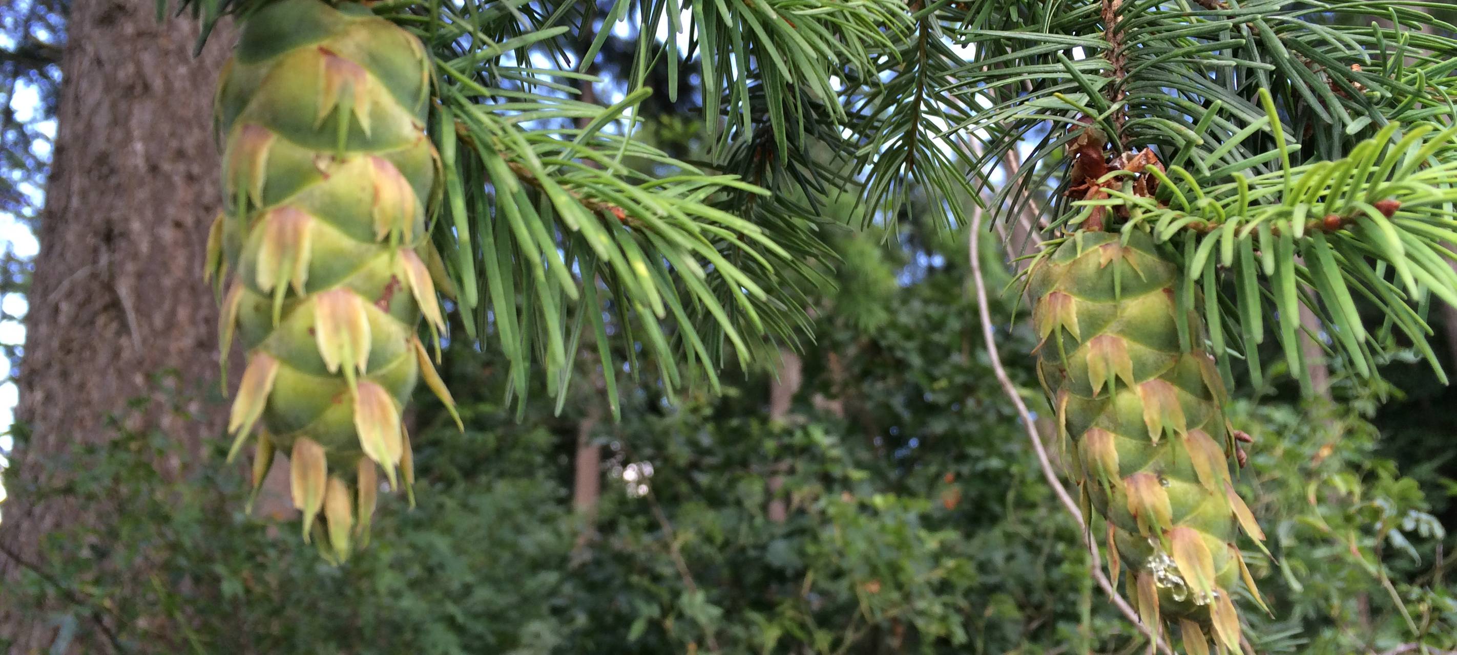 Wald-Bäume im Sauerland produzieren kaum Samen