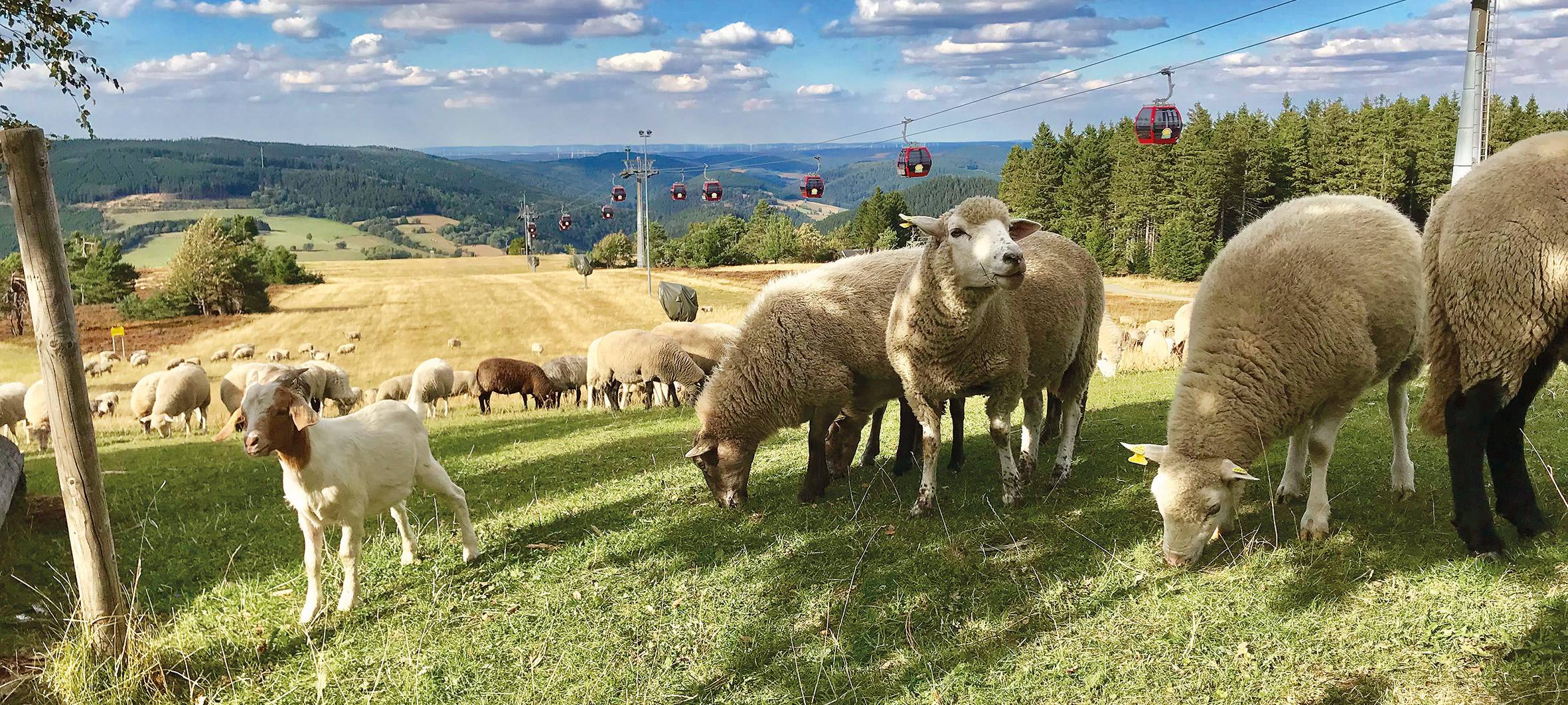 Hochheideprojekt im Sauerland erfolgreich