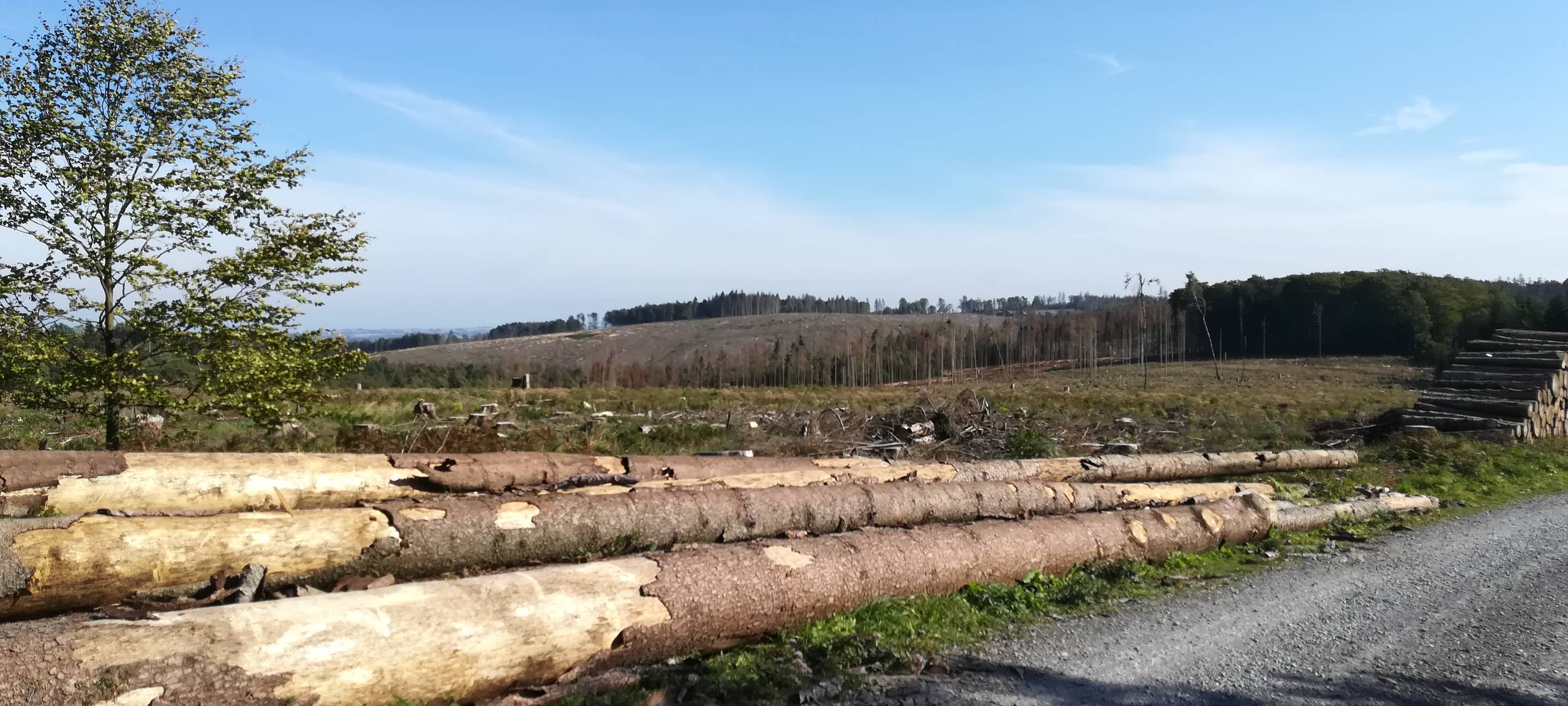 Im Sauerland werden hunderttausende neue Bäume gepflanzt