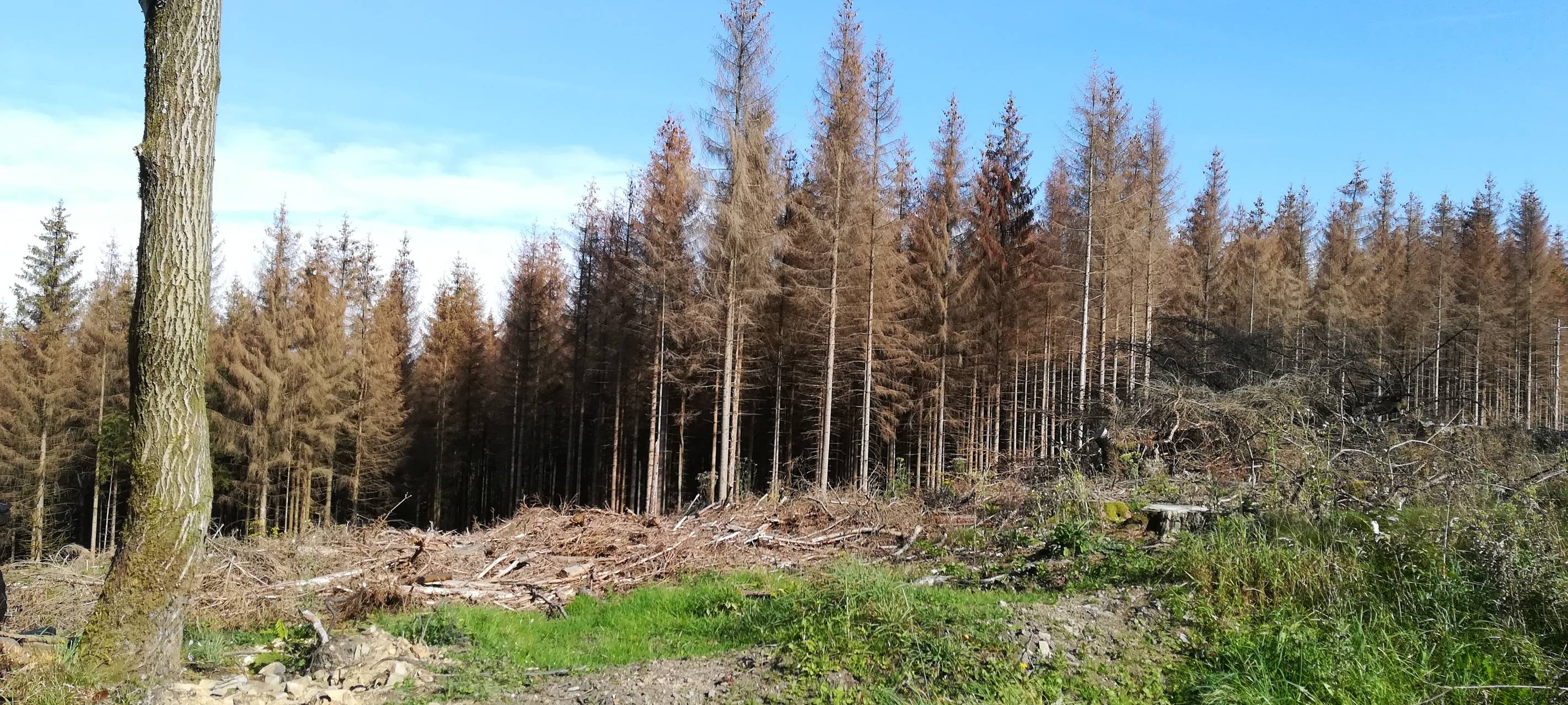Arnsberg: 13. Arnsberger Waldforum läuft