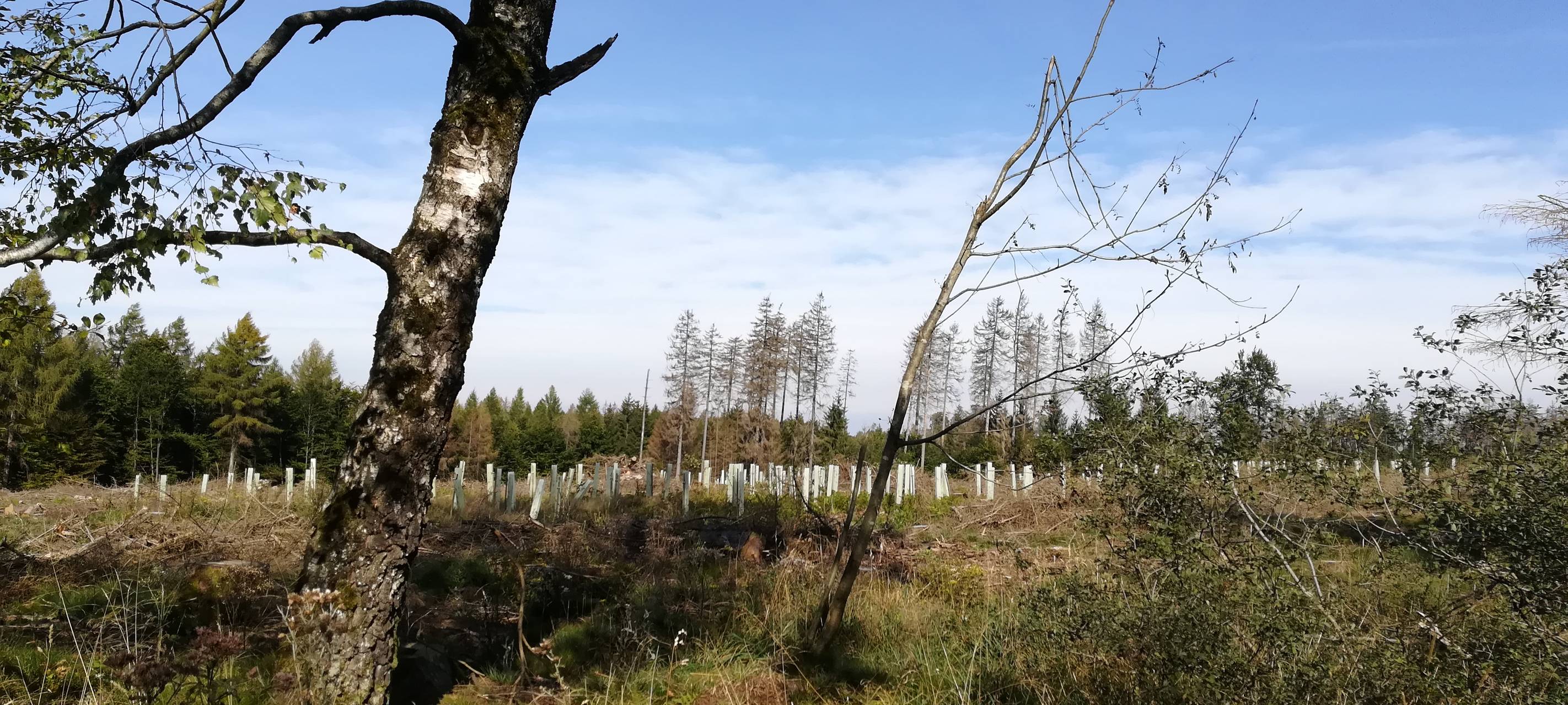 Wiederaufforstung im Sauerland