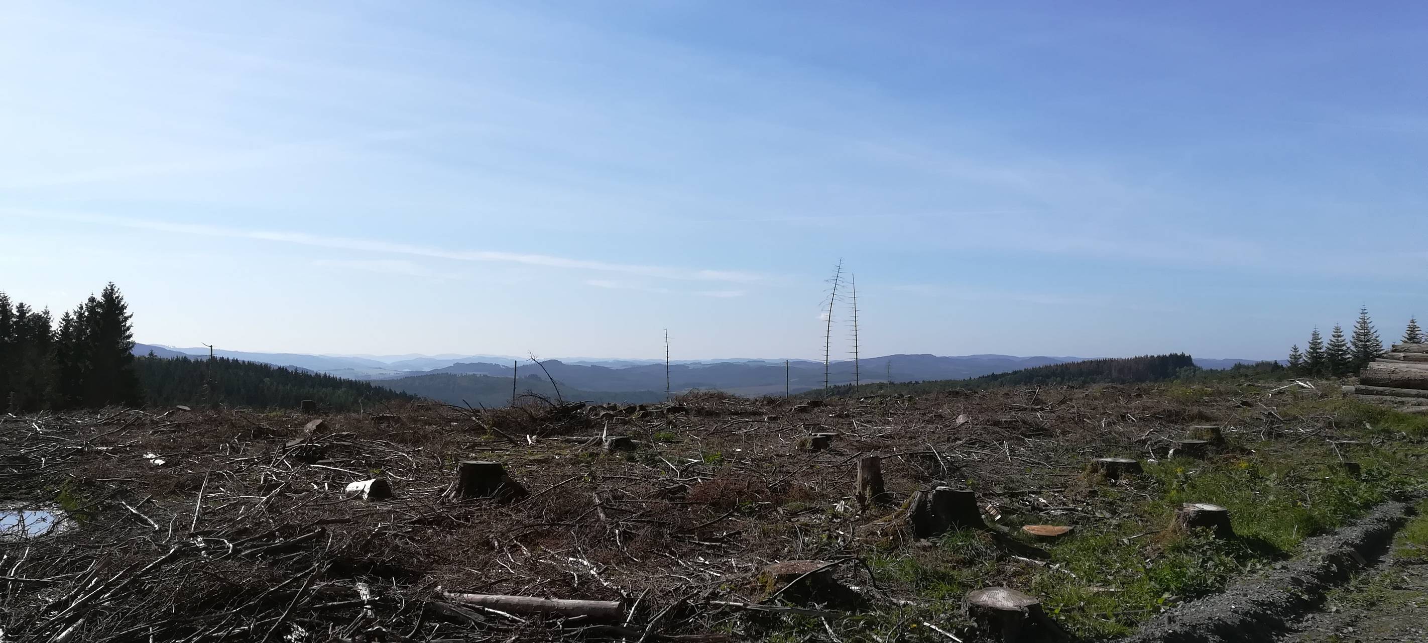 Noch weniger Bäume im Sauerländer Wald