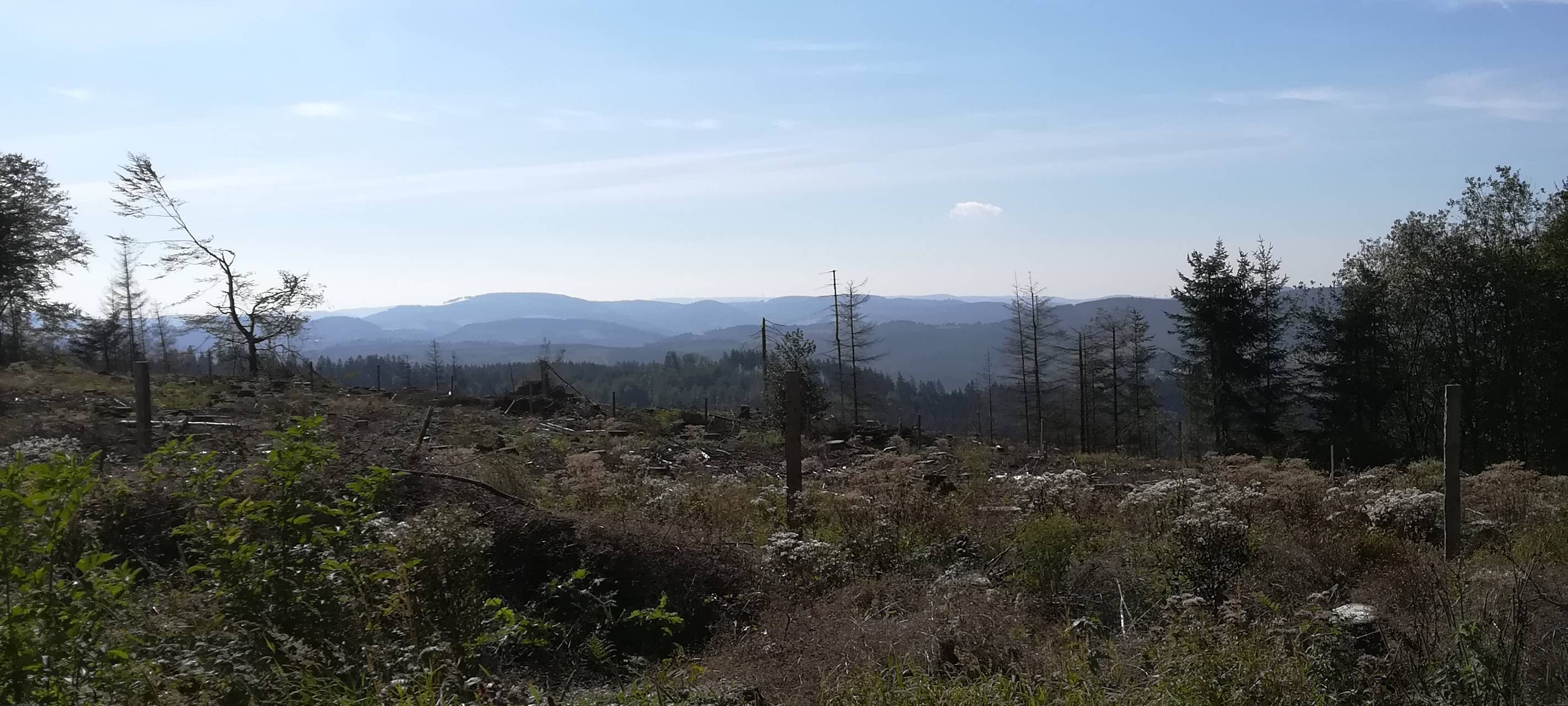Städte im Sauerland planen die Zukunft ihrer Wälder