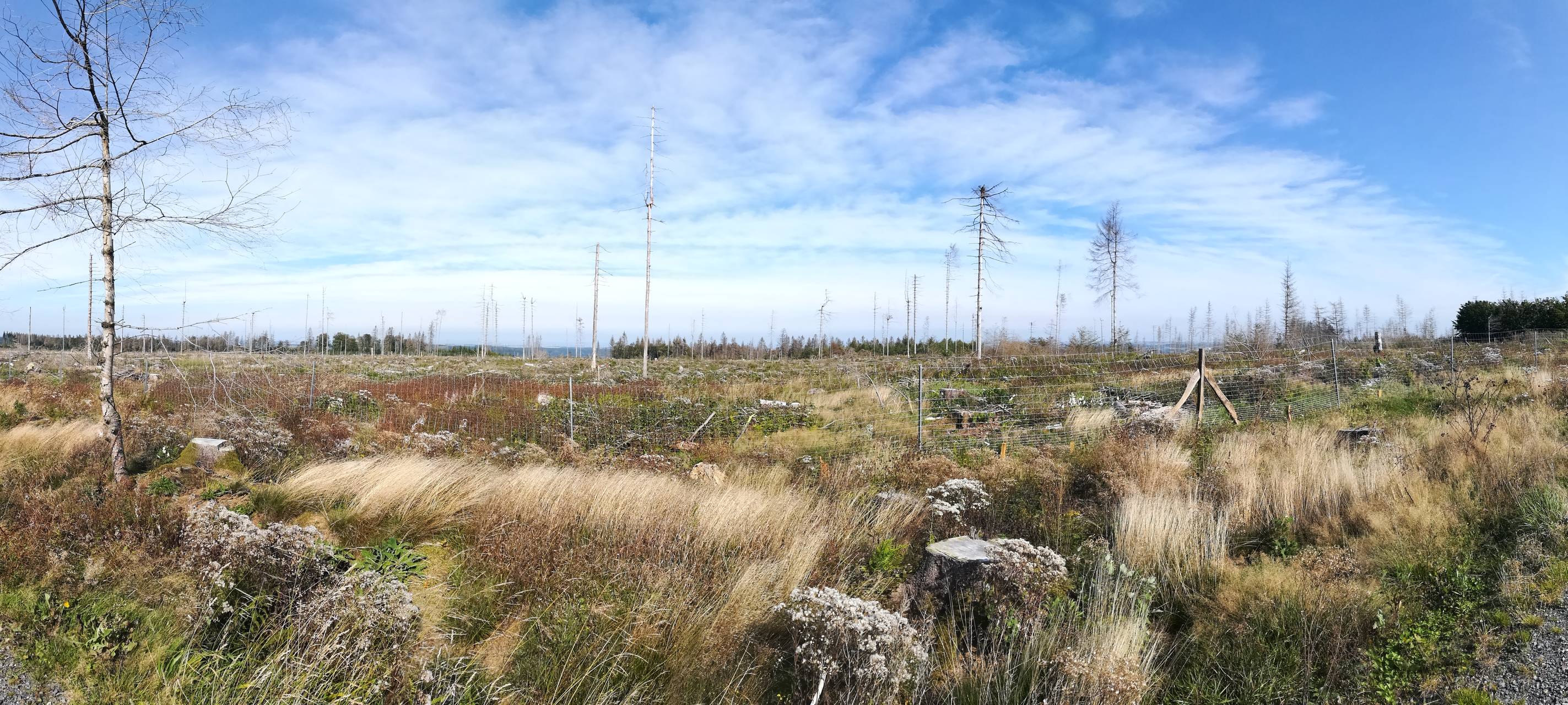 Neues Waldlied für das Sauerland