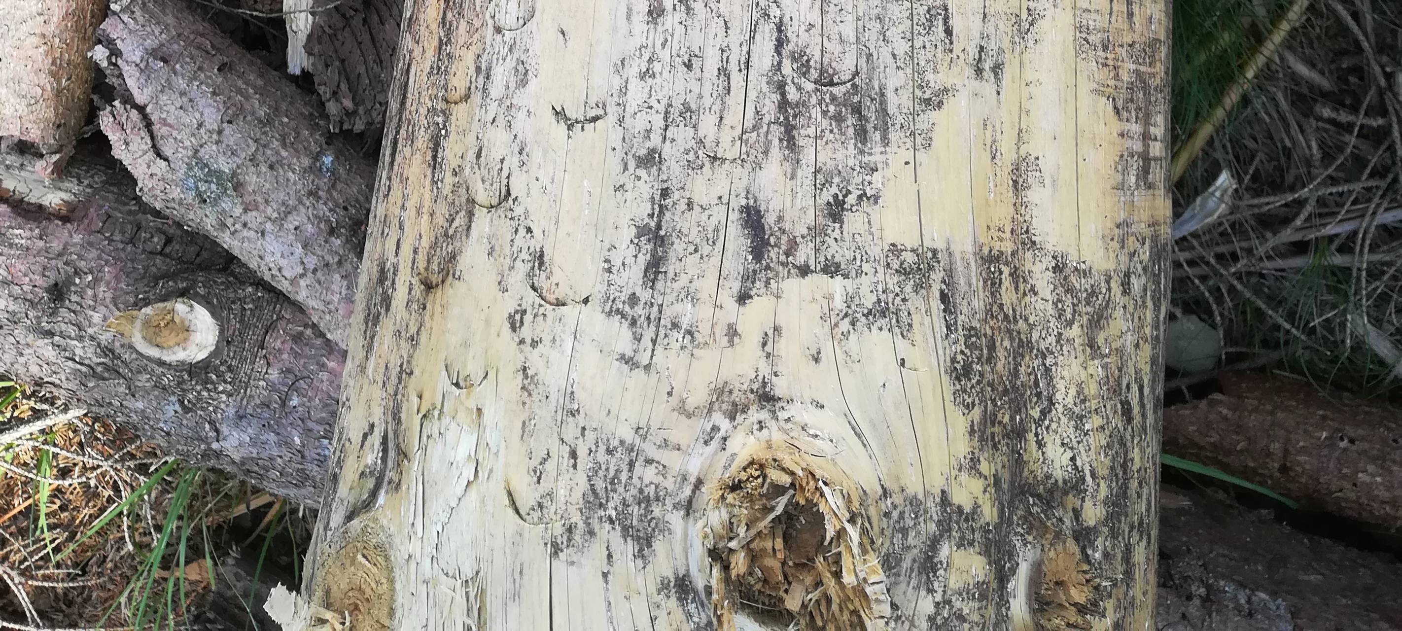 Großteil der Fichtenwälder in Brilon schon zerstört