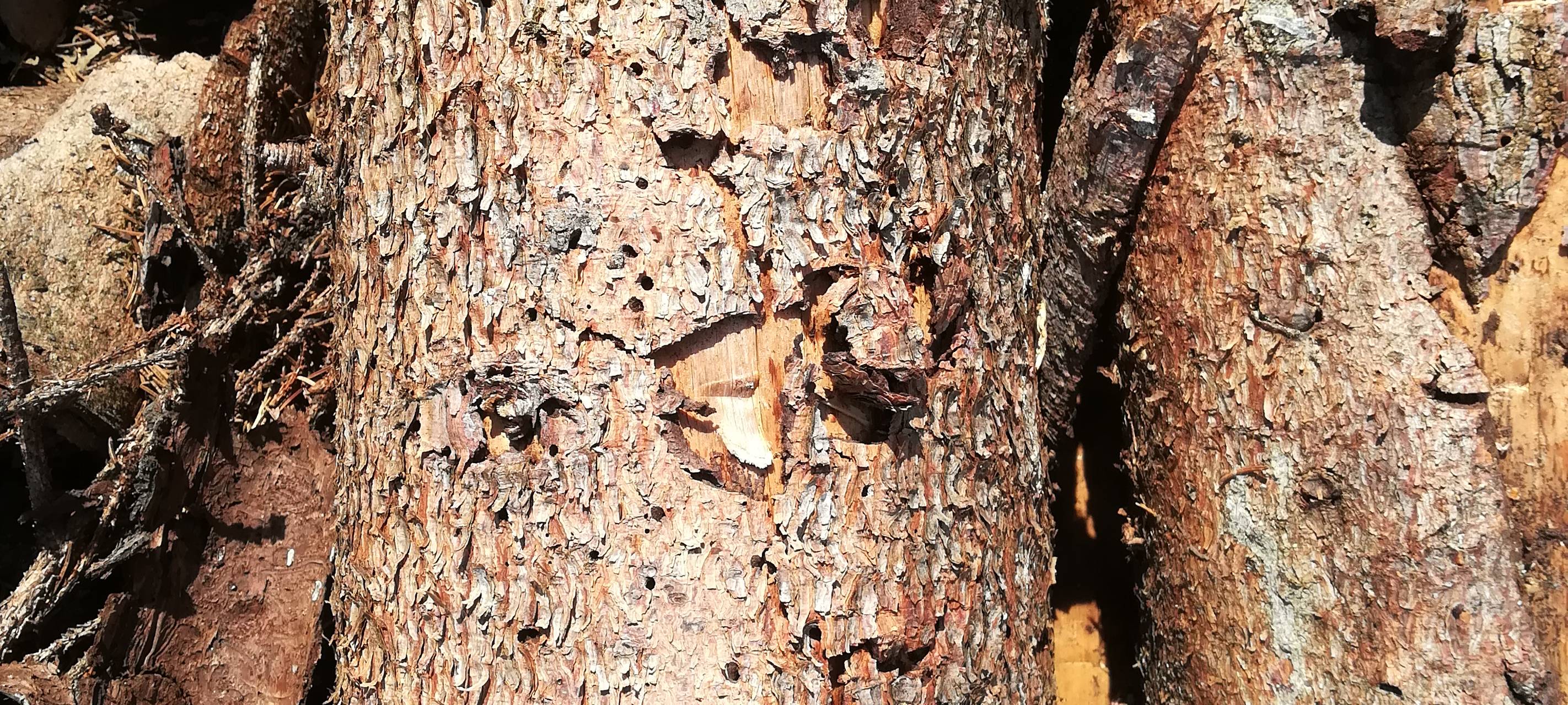 "Runder Tisch Borkenkäfer" in Brilon