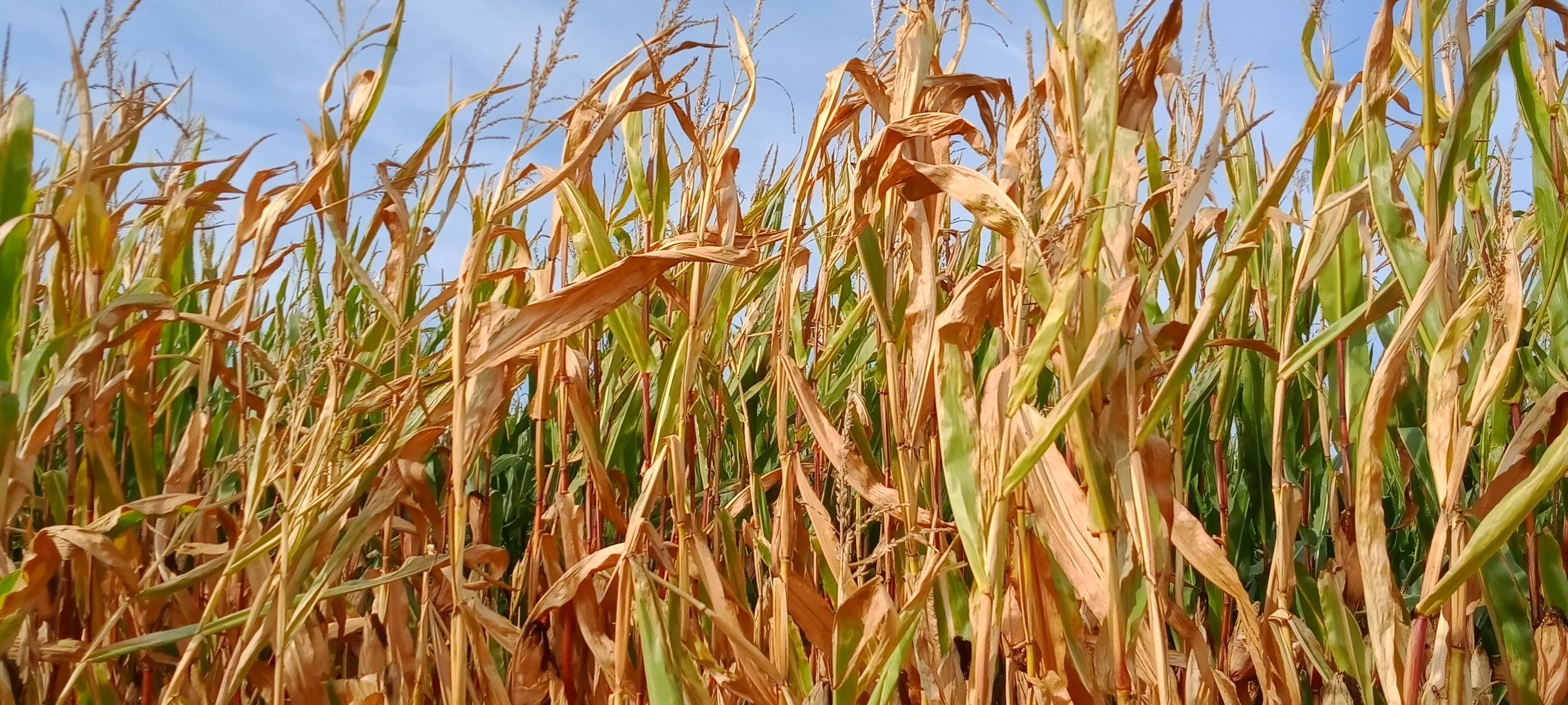 Maisernte läuft im Sauerland