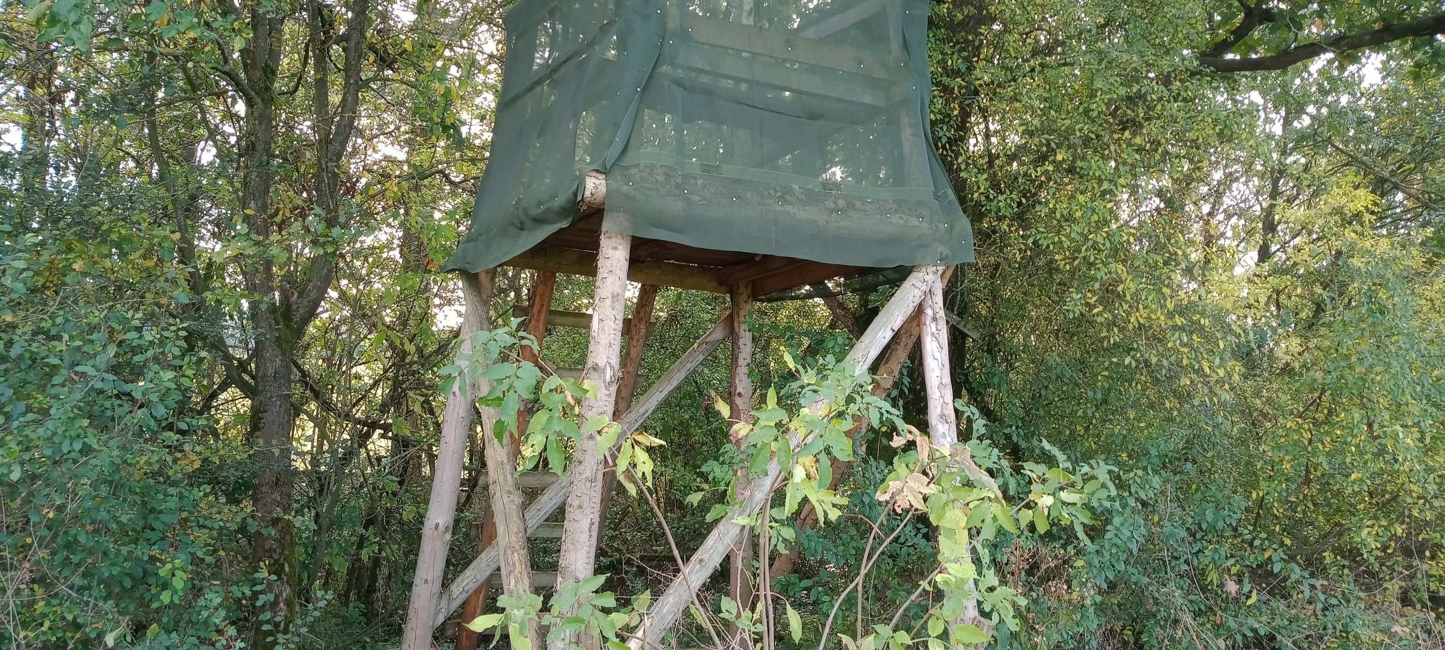 Arnsberg: Hinweise auf Wilderer gesucht