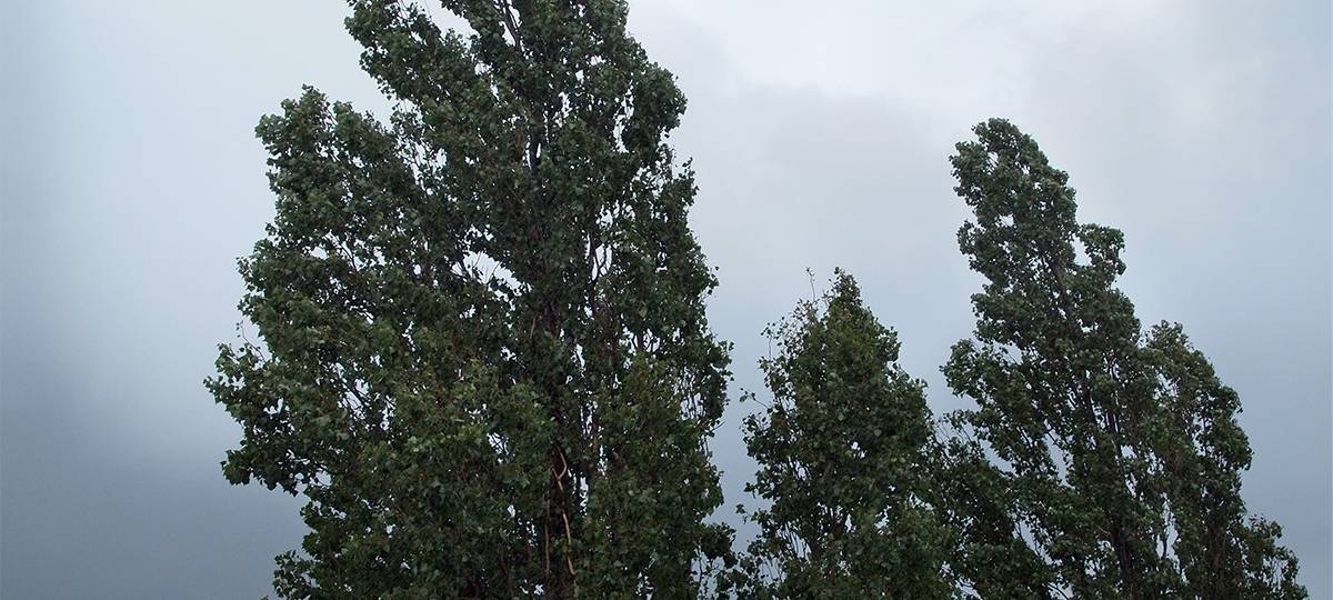 Sturmtief Zoltan lässt im Sauerland Bäume umstürzen