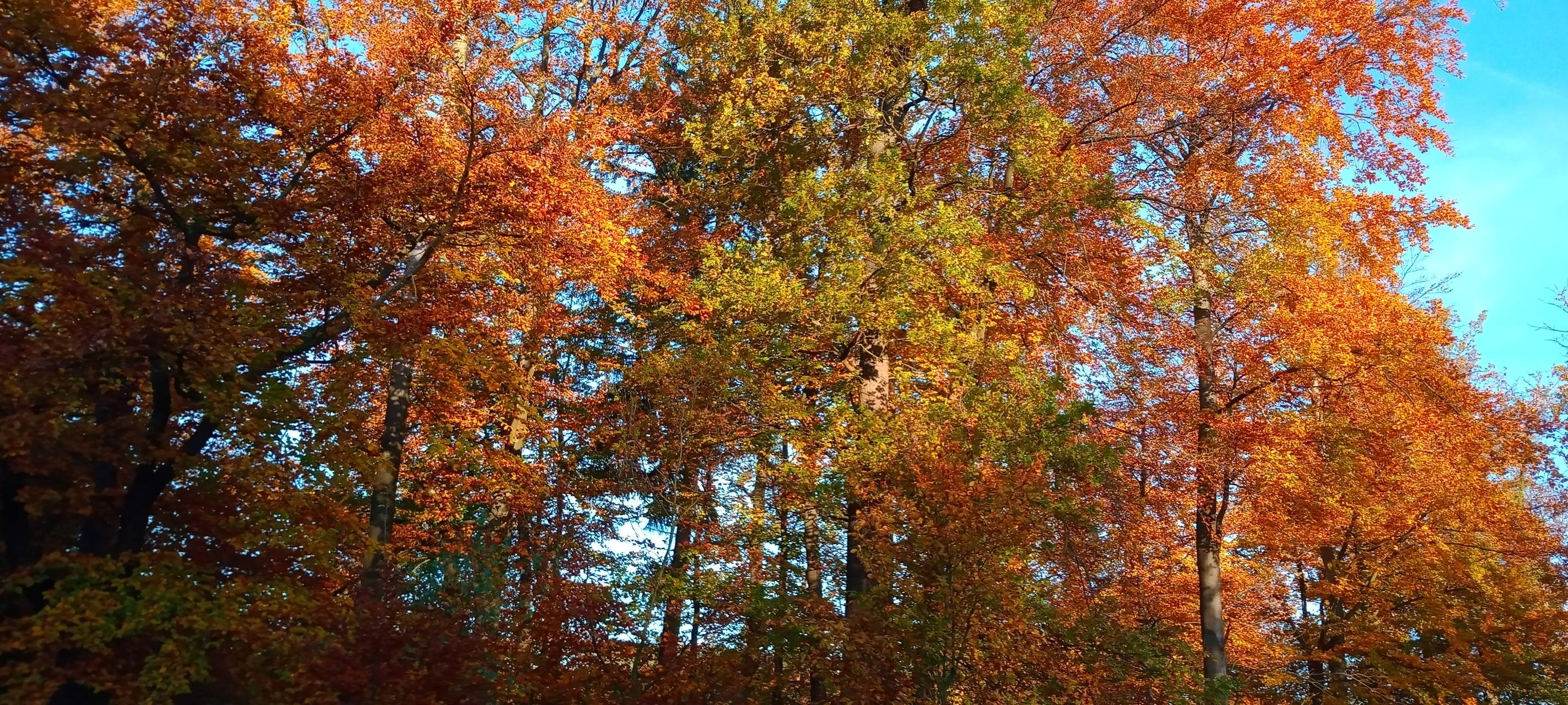 Marsberger Stadtwald soll wieder grüner werden