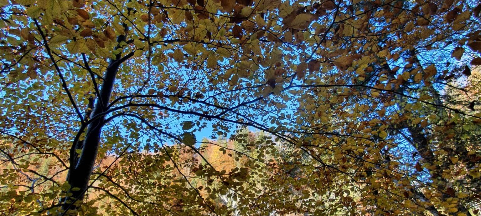 Gehölzpflege: Saison für die Baumkontrolle beginnt jetzt