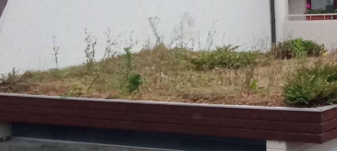 Begrünte Dächer im Sauerland