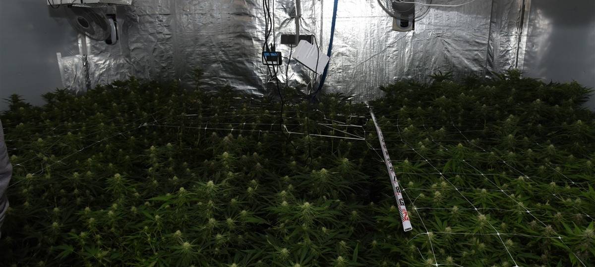 Cannabis-Plantage in Neheim entdeckt