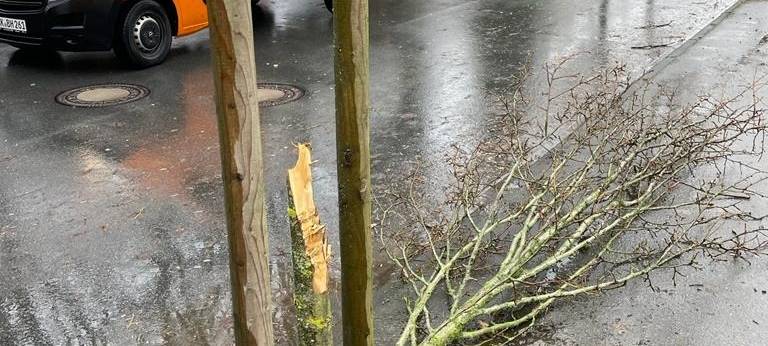 In Brilon werden Straßenbäume beschädigt