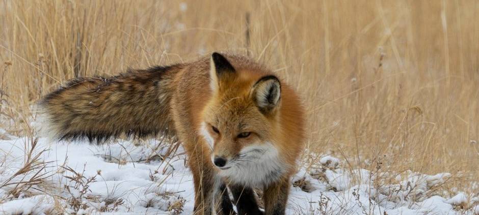 PETA kritisiert Fuchsjagden im Sauerland
