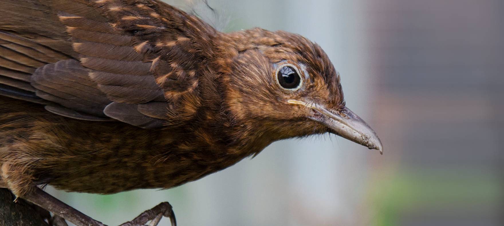 Sauerland: Ergebnisse der Vogelzählung