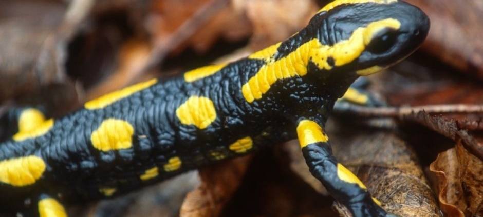 Massensterben von Feuersalamandern im Sauerland