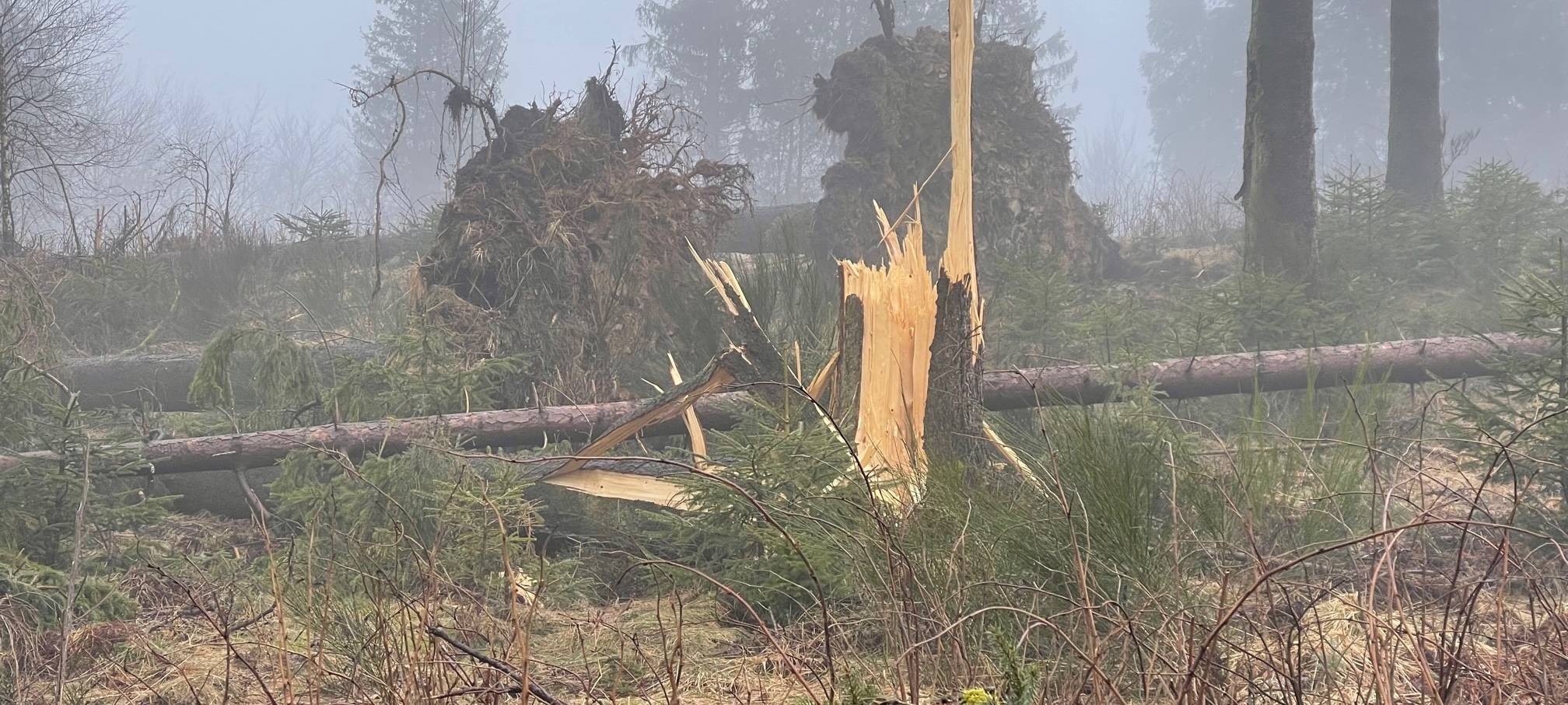 Sauerland: Sturmholz muss schnell aus dem Wald