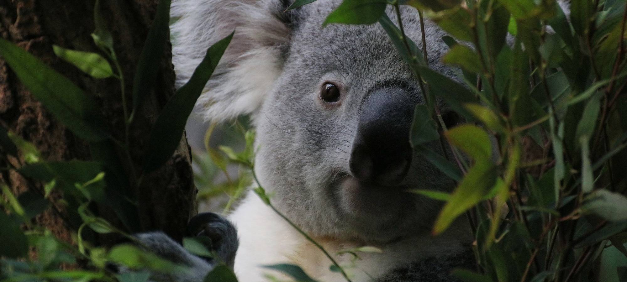 Zum Nachhören: Nachtsafari Zoo Duisburg