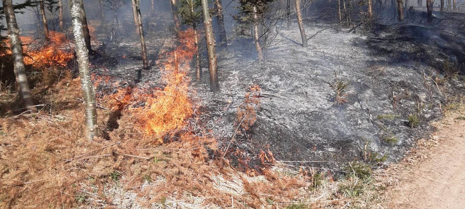 Sauerland: Waldbrandgefahr steigt
