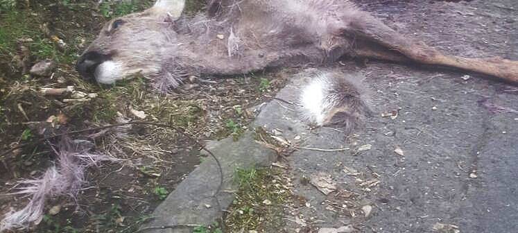 Appell: Hundebesitzer im Sauerland sollten Hunde anleinen