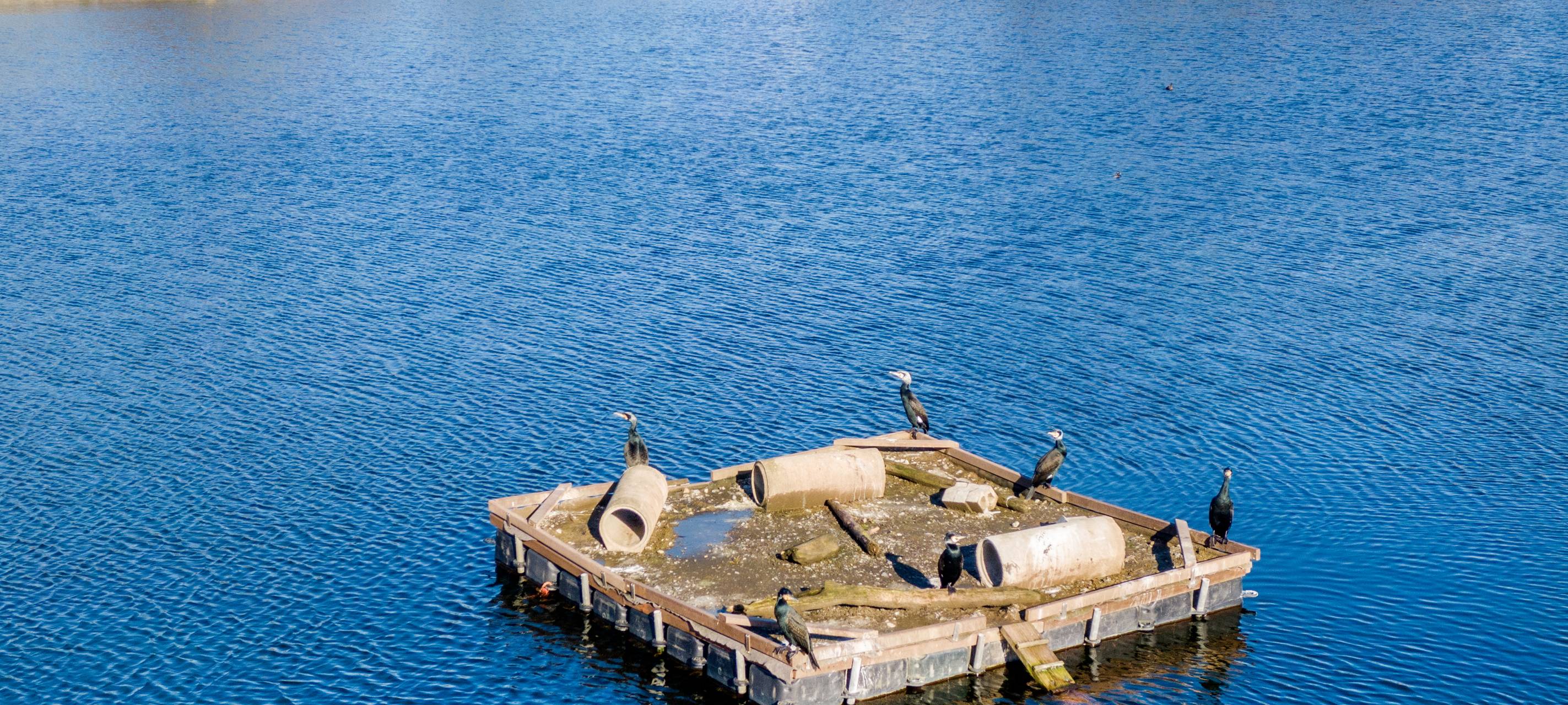 Möhnesee: Brutinseln für Wasservögel