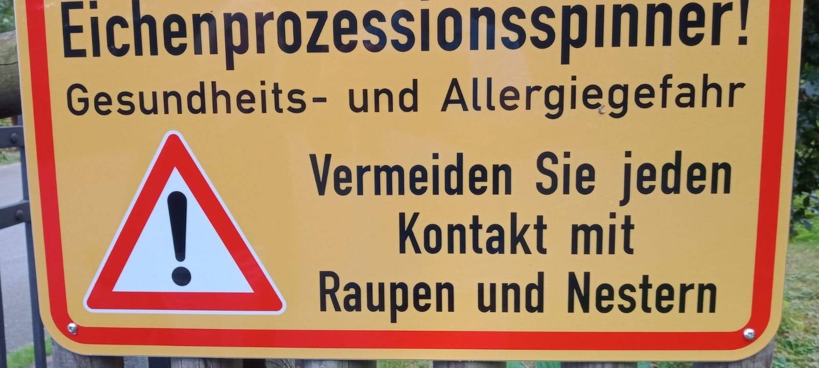 Stadt Hallenberg warnt vor Eichenprozessionsspinner