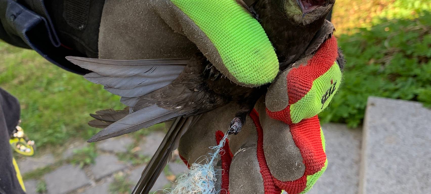 Briloner Feuerwehr befreit Schwalbe