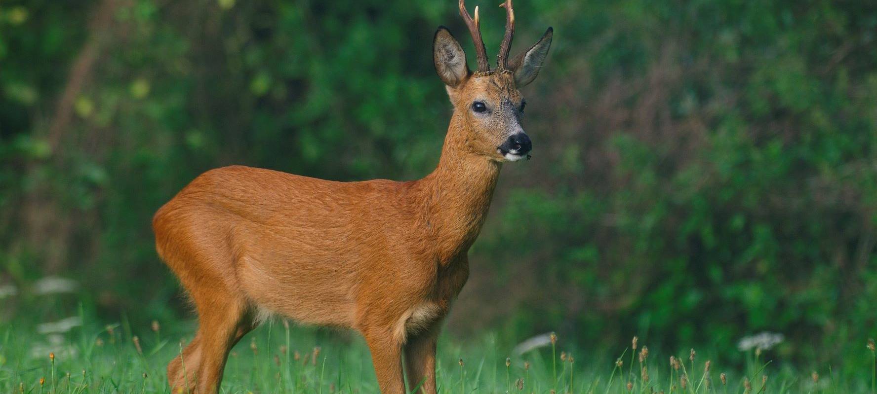 Warnung vor vermehrten Wildunfällen