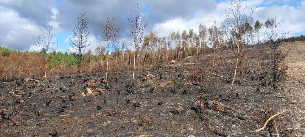 Sundern-Stemel: Nach Waldbrand wird wieder aufgeforstet