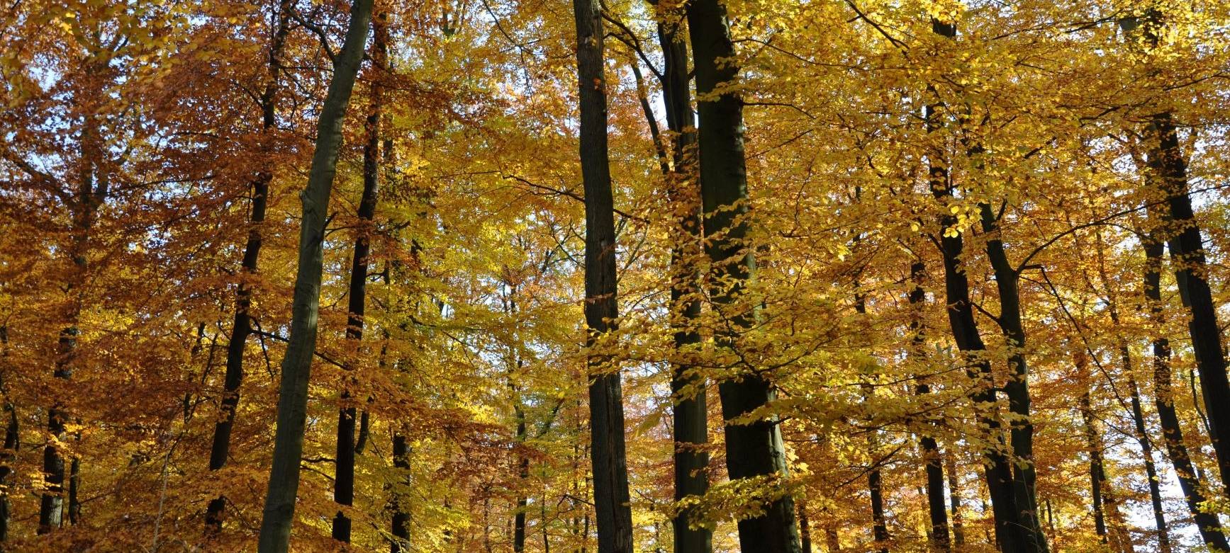 Dr.Bertram Leder, Wald und Holz NRW