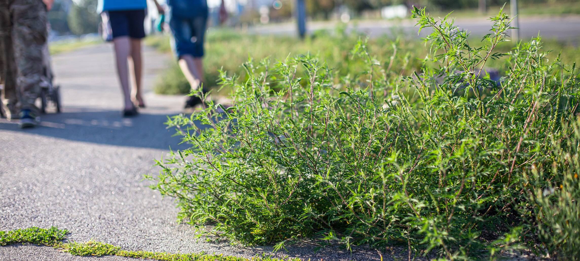 Ambrosia-Pflanze verbreitet sich im HSK