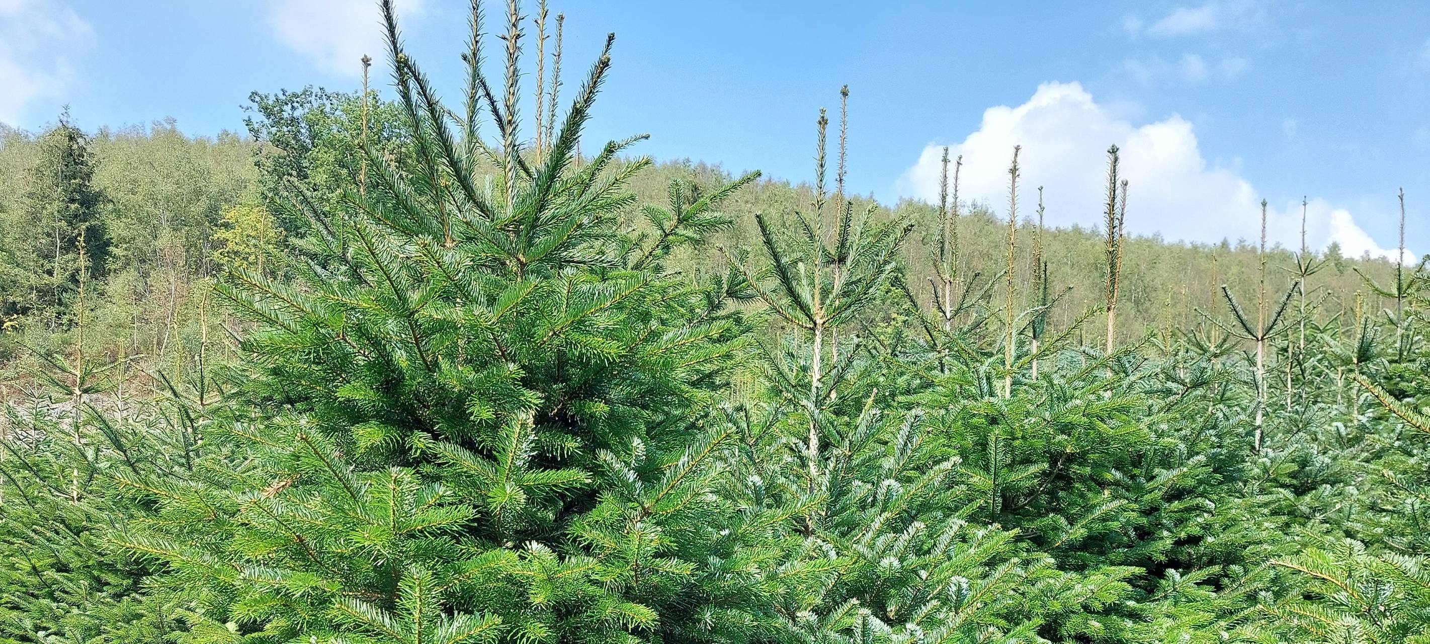Erntereife Nordmanntannen im Sauerland stecken Hitze gut weg