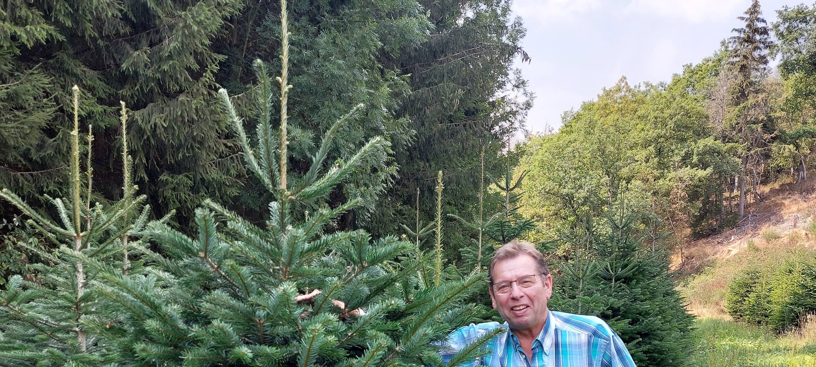 Zum Nachhören: Weihnachtsbäume trotz Dürre
