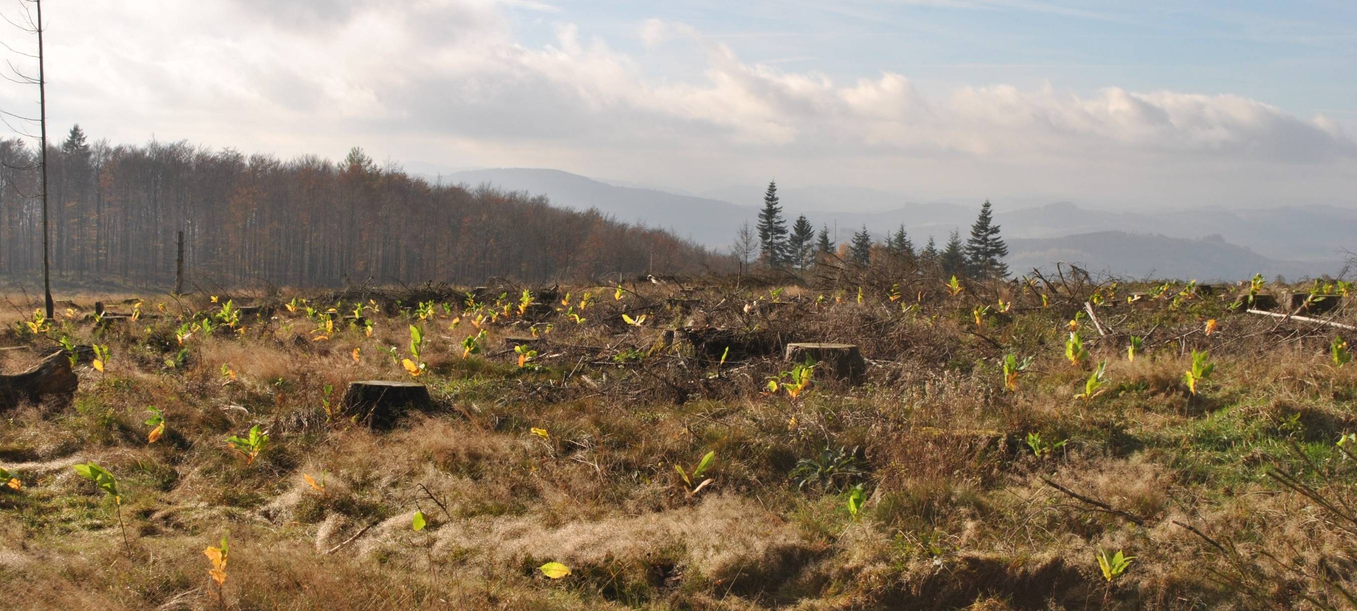Stadt Meschede stellt Fortwirtschaftsbericht vor