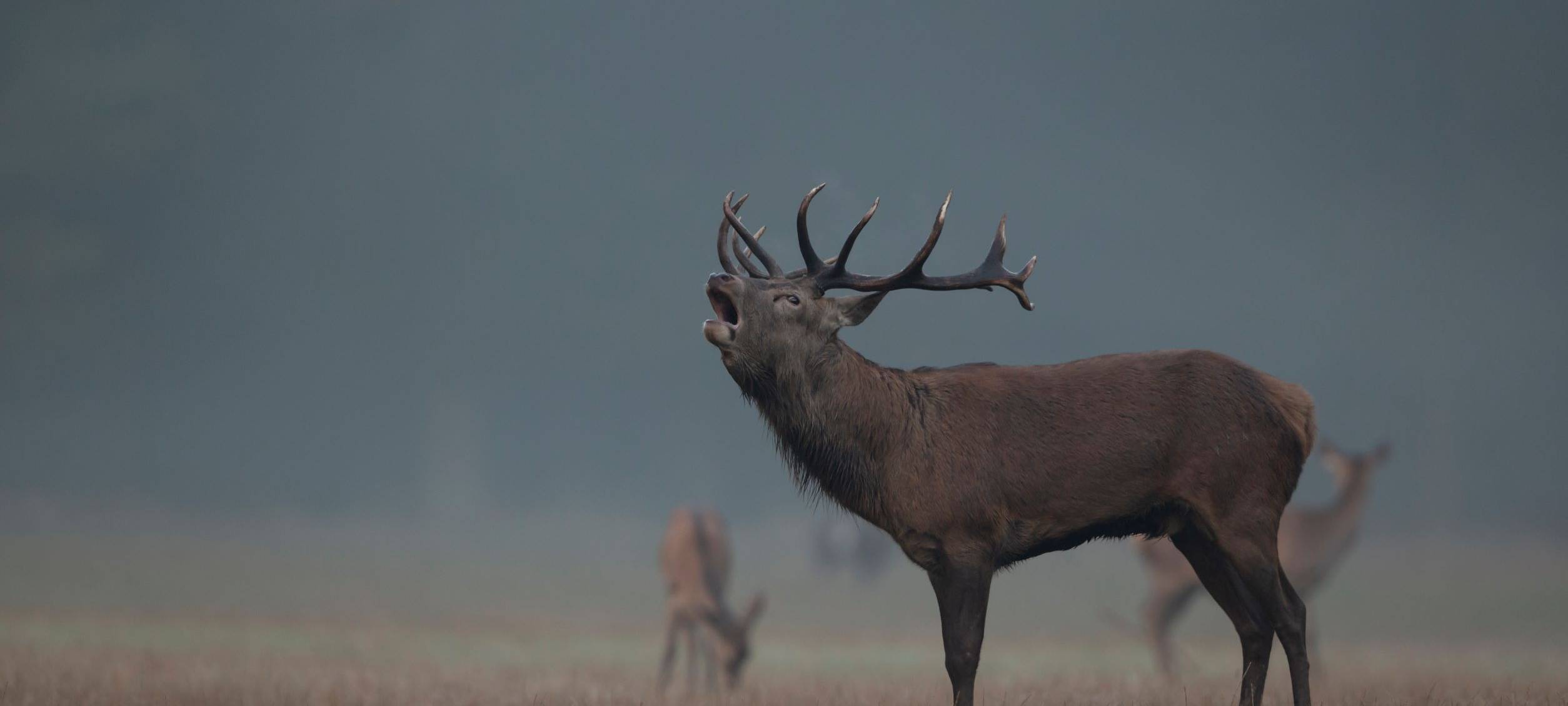 Zum Nachhören: Hirschbrunft im Wildwald Vosswinkel