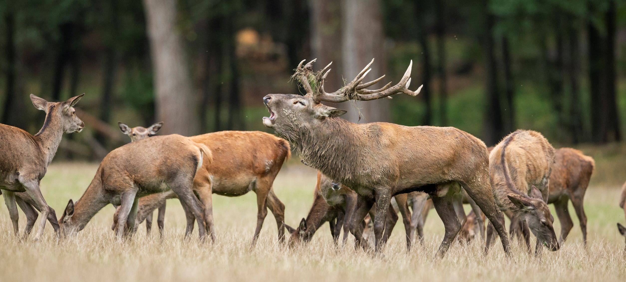 Sauerland: Wildpark Warstein Top-Adresse für Familien