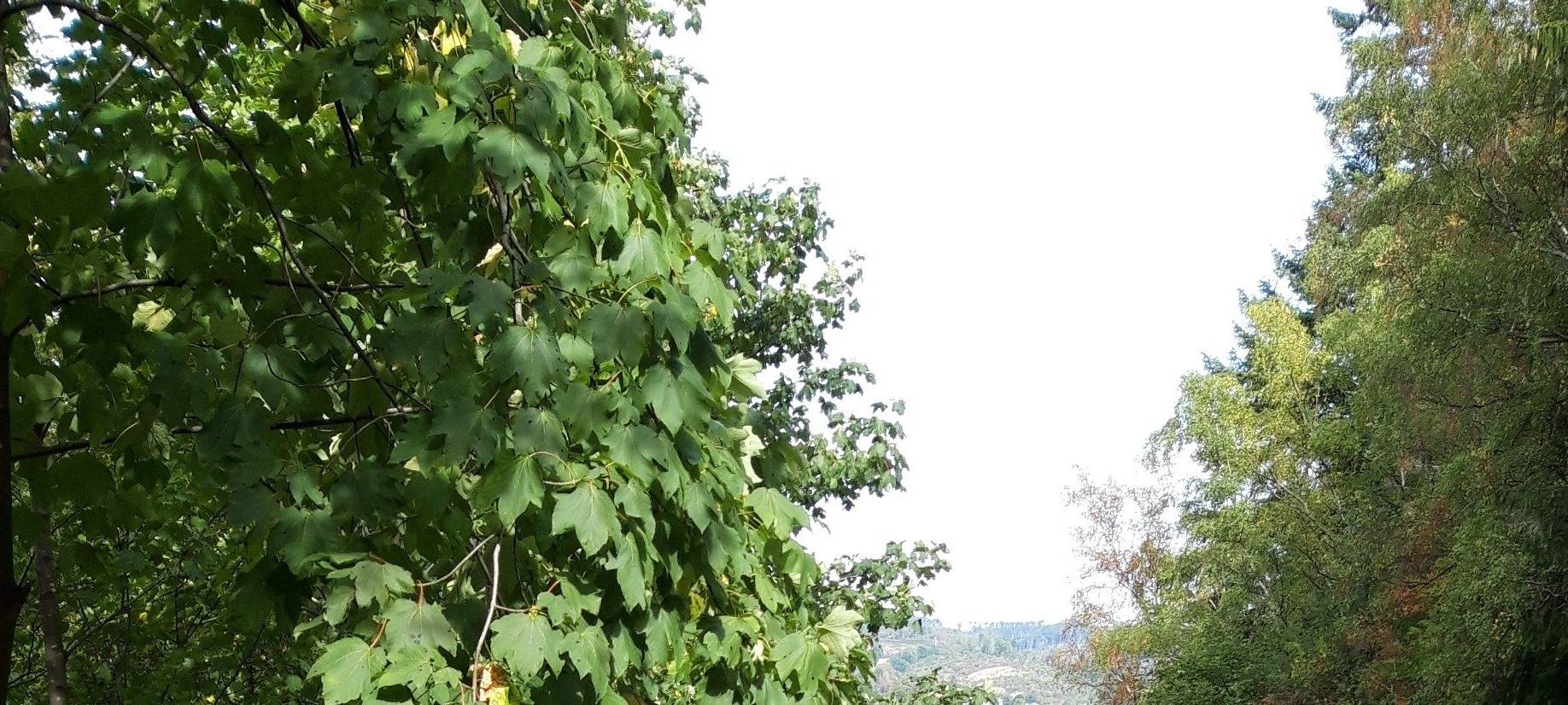 Neuer Spazierweg an der Kaskade an der Sorpetalsperre