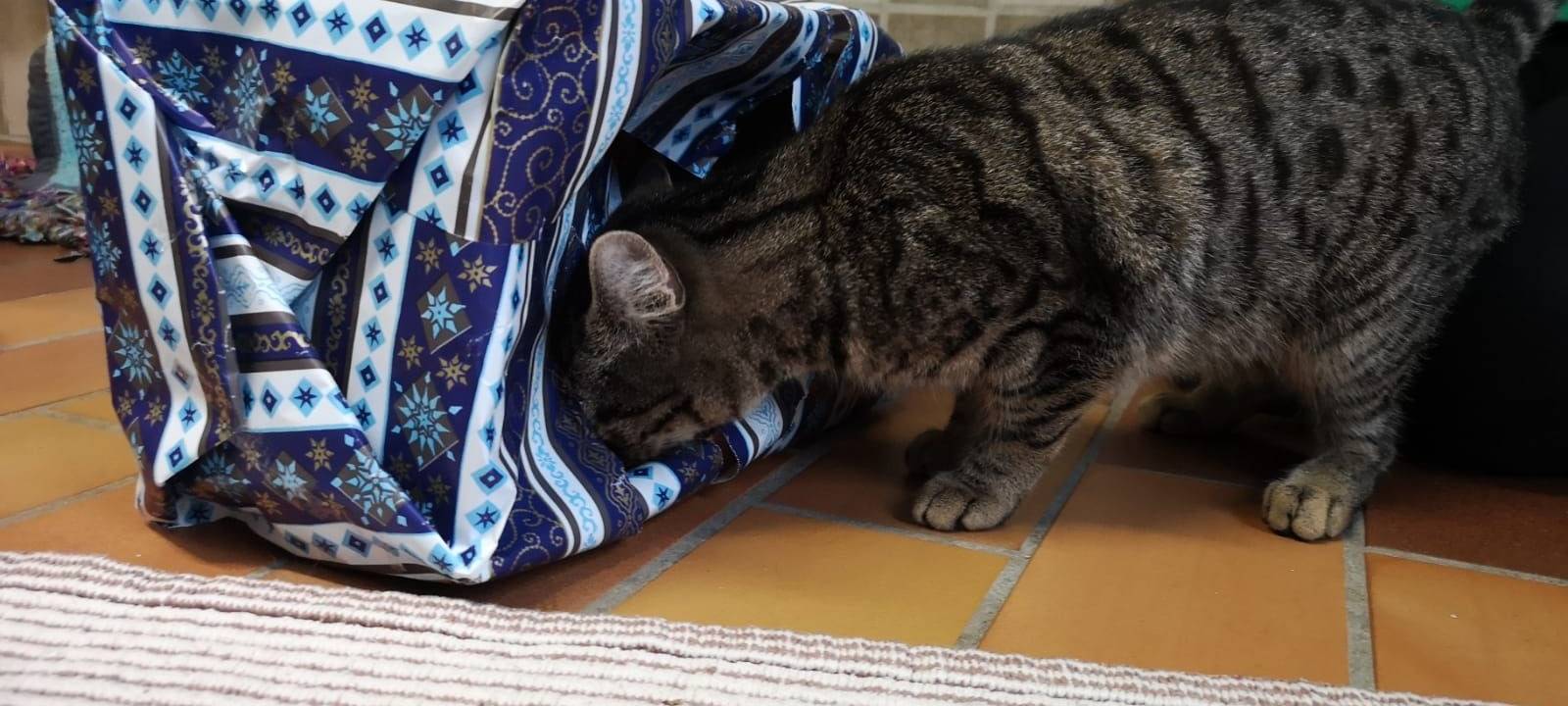 Finanzielle Nöte bei den Tierheimen im Sauerland