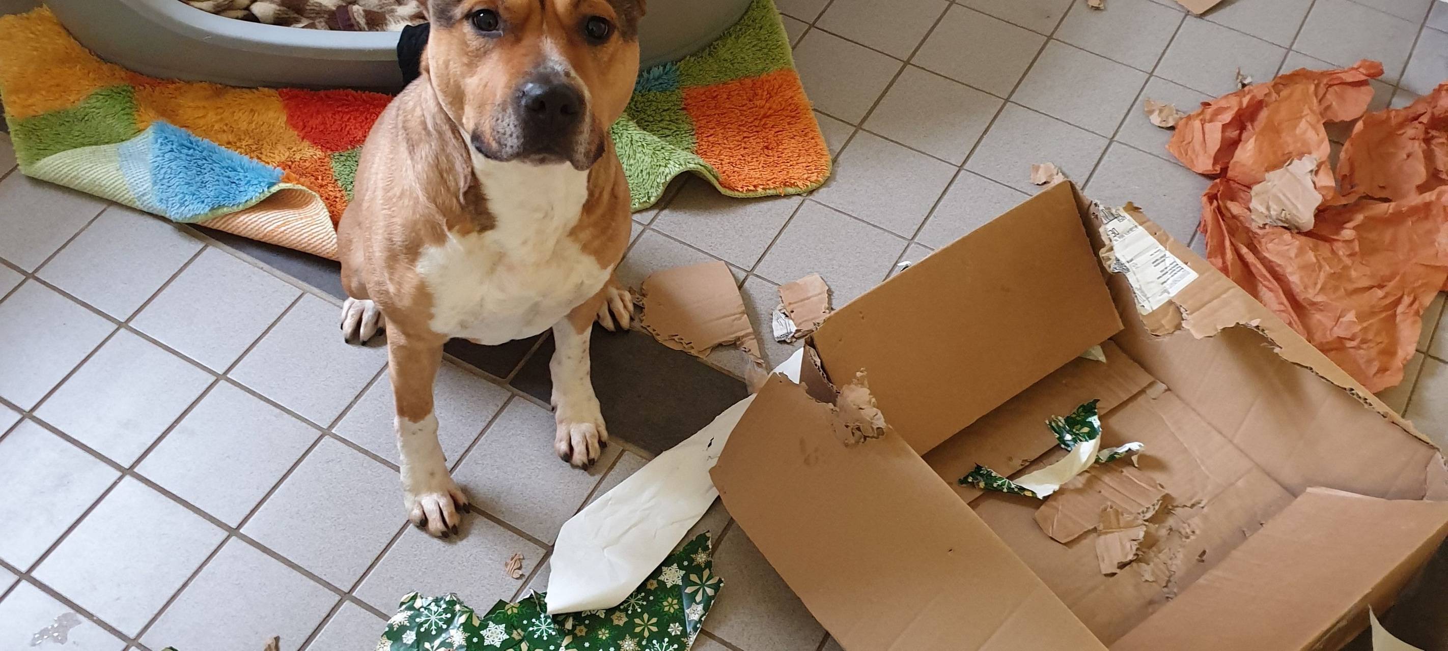 Bescherung im Tierheim